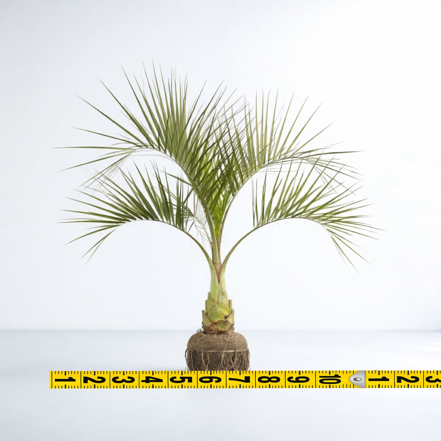 【南国ムード満点】ココスヤシ 高さ約180cm・幹の太さ約30cm！引き取り！ 南国ムード満点】ココスヤシ 高さ約180cm・幹の太さ約30cm！引き取り
