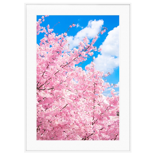 春写真 青い空と桜 インテリアアートポスター額装 AS3228