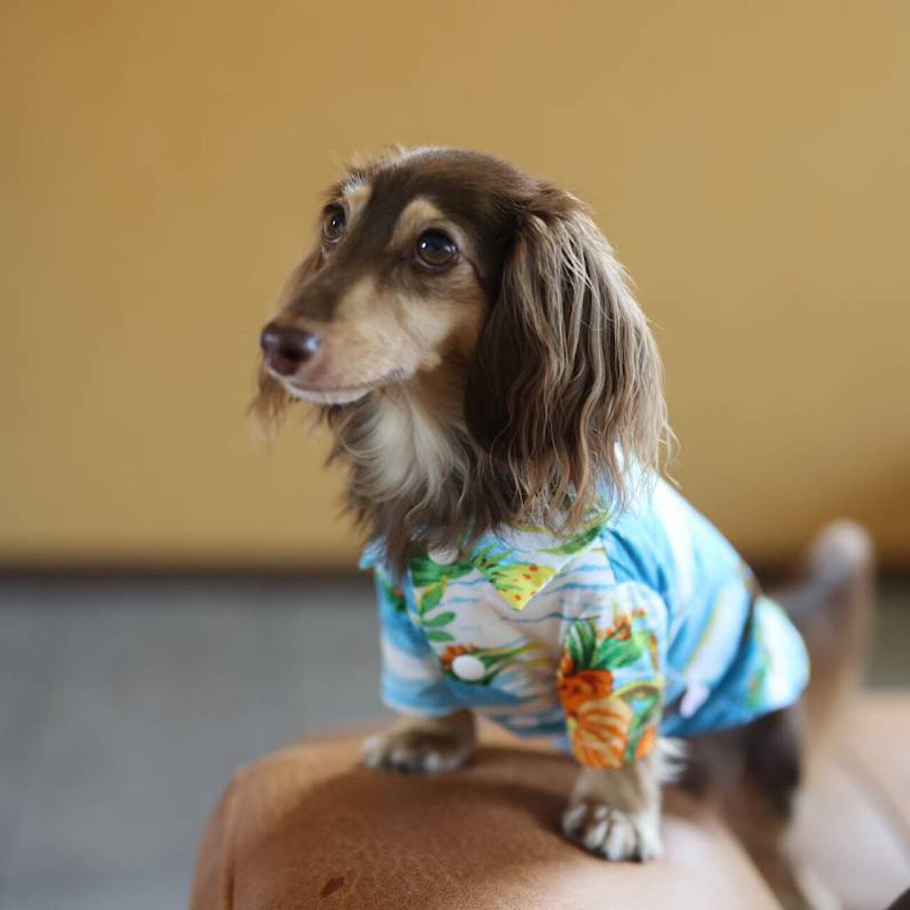 アロハシャツ | カニンヘンダックスとミニチュアダックス専門のお洋服