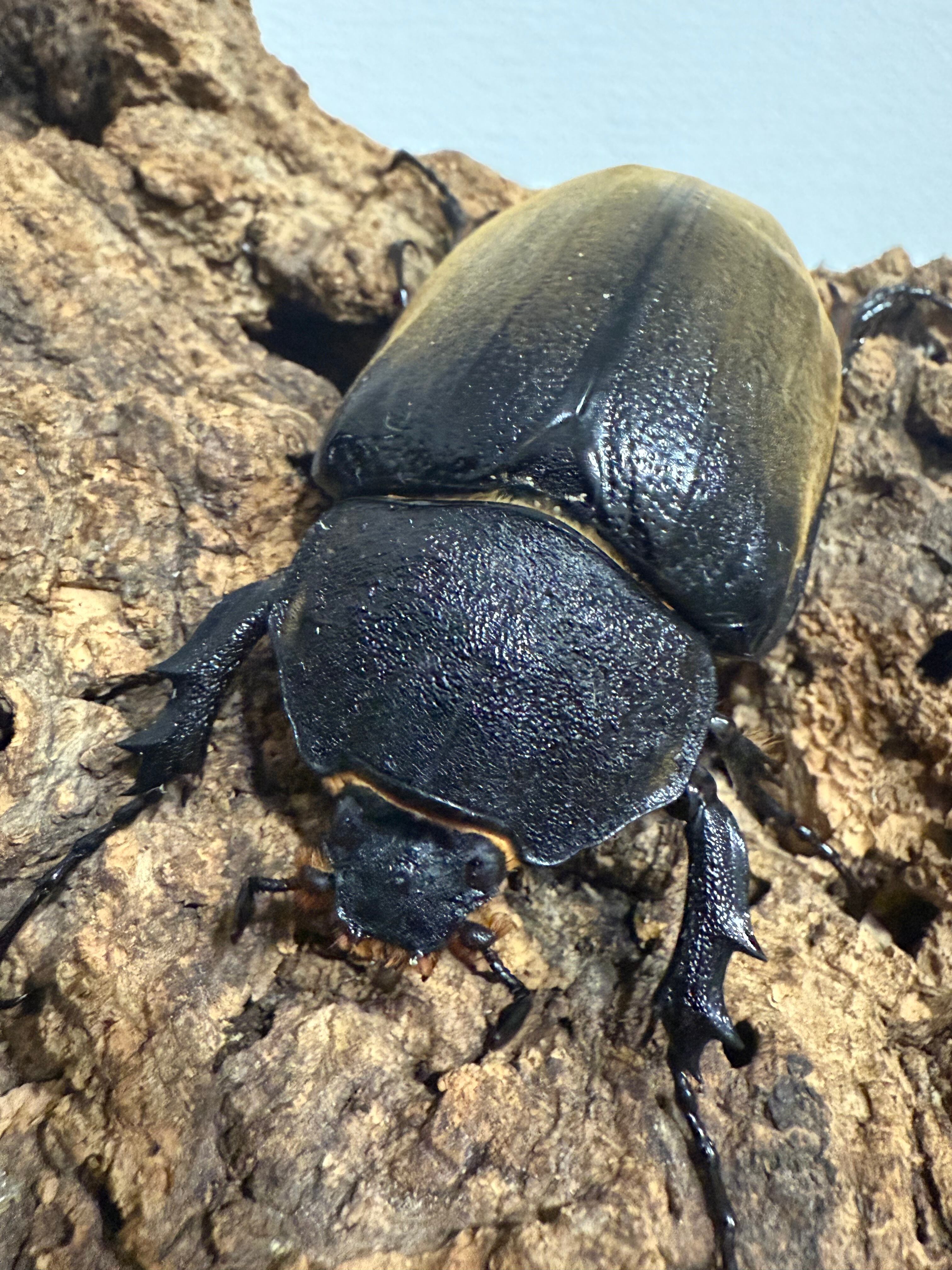 新成虫エレファスゾウカブト 成虫ペア dream insect エレファス