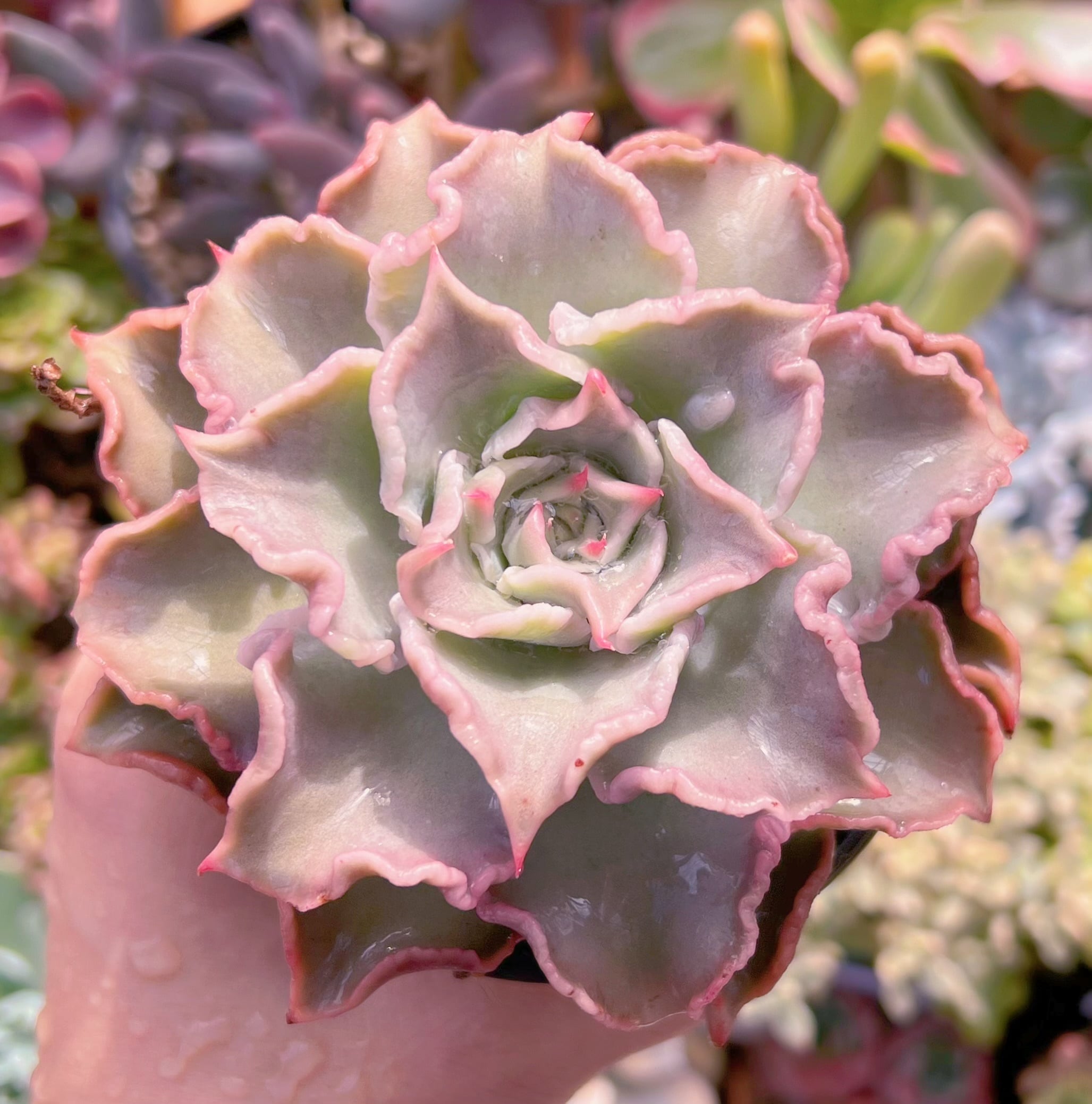 現品　コブマディバ#320　新入荷