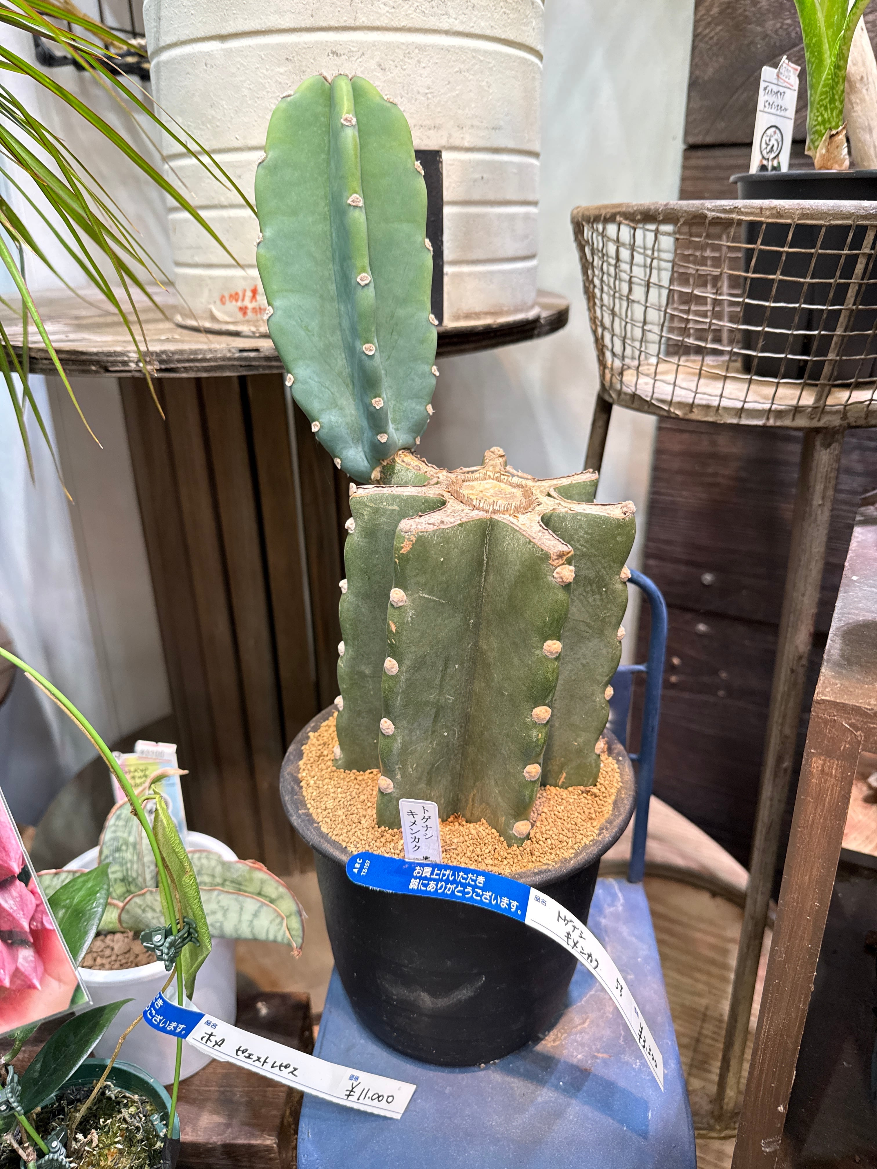 サボテン トゲなしサボテン (柱サボテン) | Gardenえん 【観葉熱帯植物】