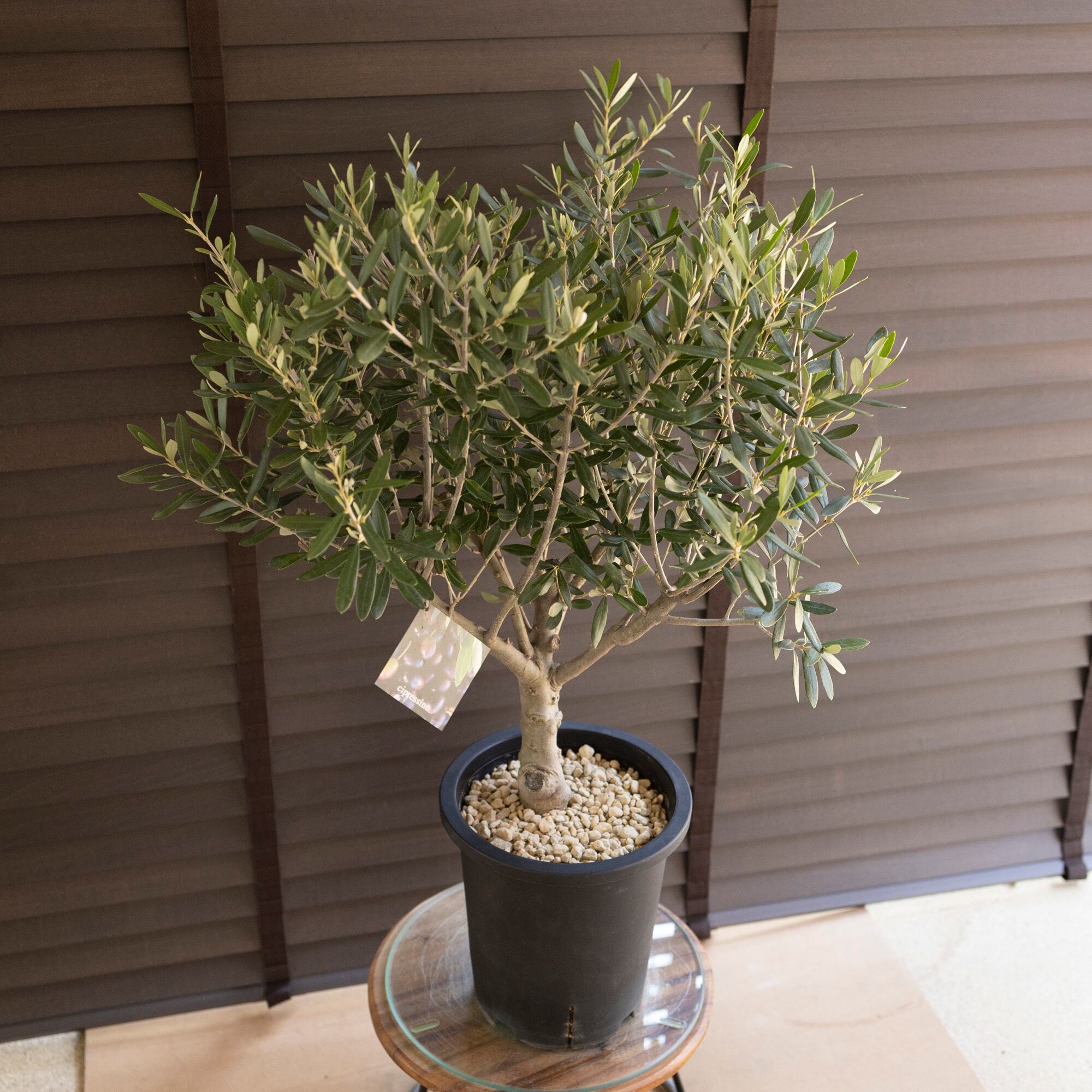 創樹 Olive オリーブの木 7号鉢 SOUJU Cipressino シプレッシーノ