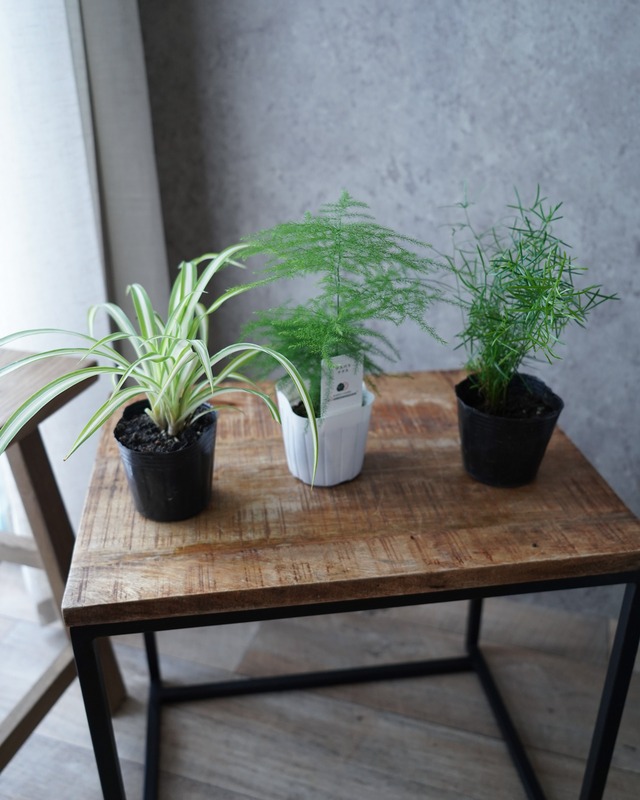 【苗セット】薄ピンクのミディ蘭とミニ丈アンスリウムの観葉植物苗セット