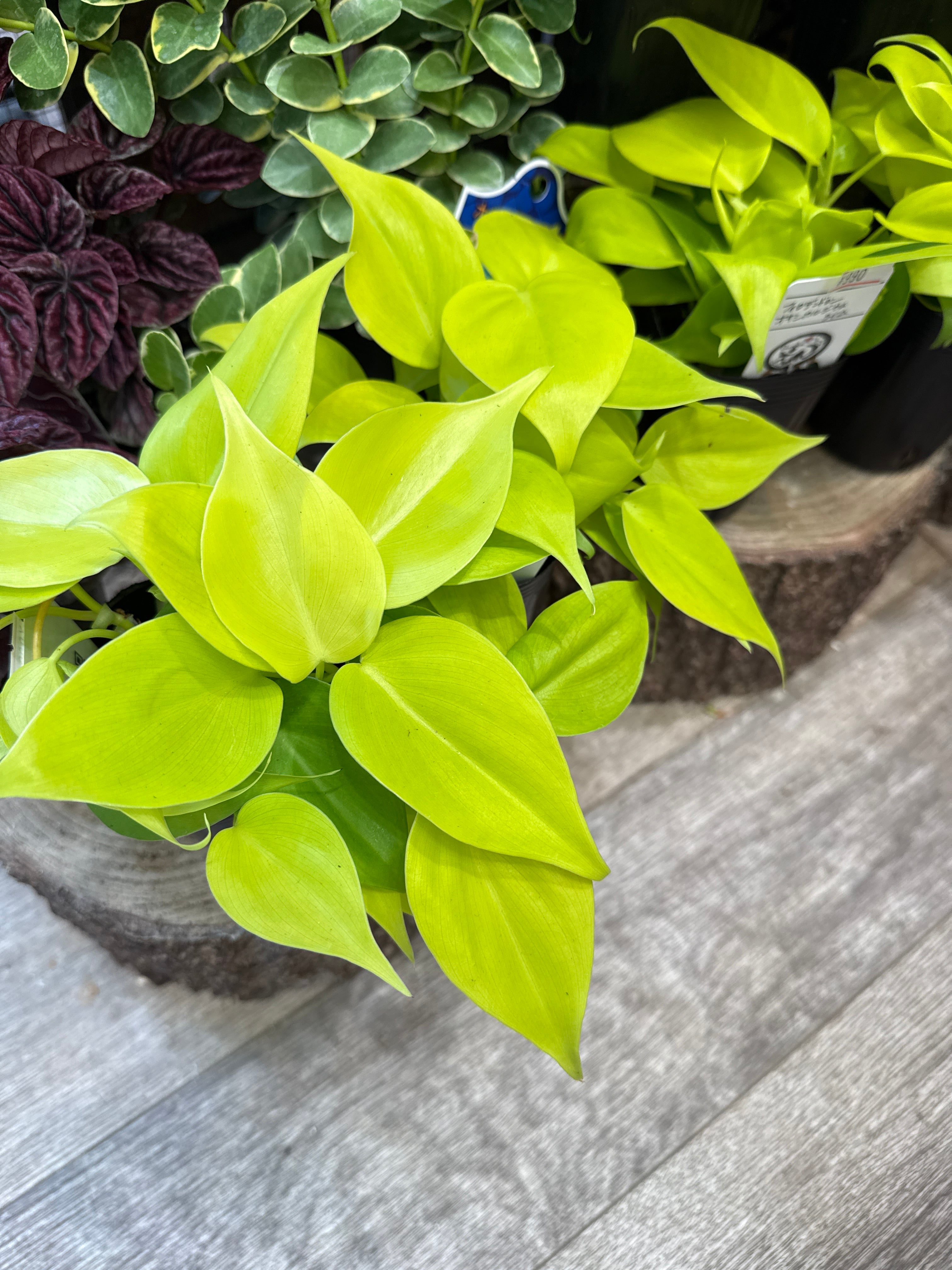 フィロデンドロン オキシカルジウムライム | Gardenえん 【観葉熱帯植物】