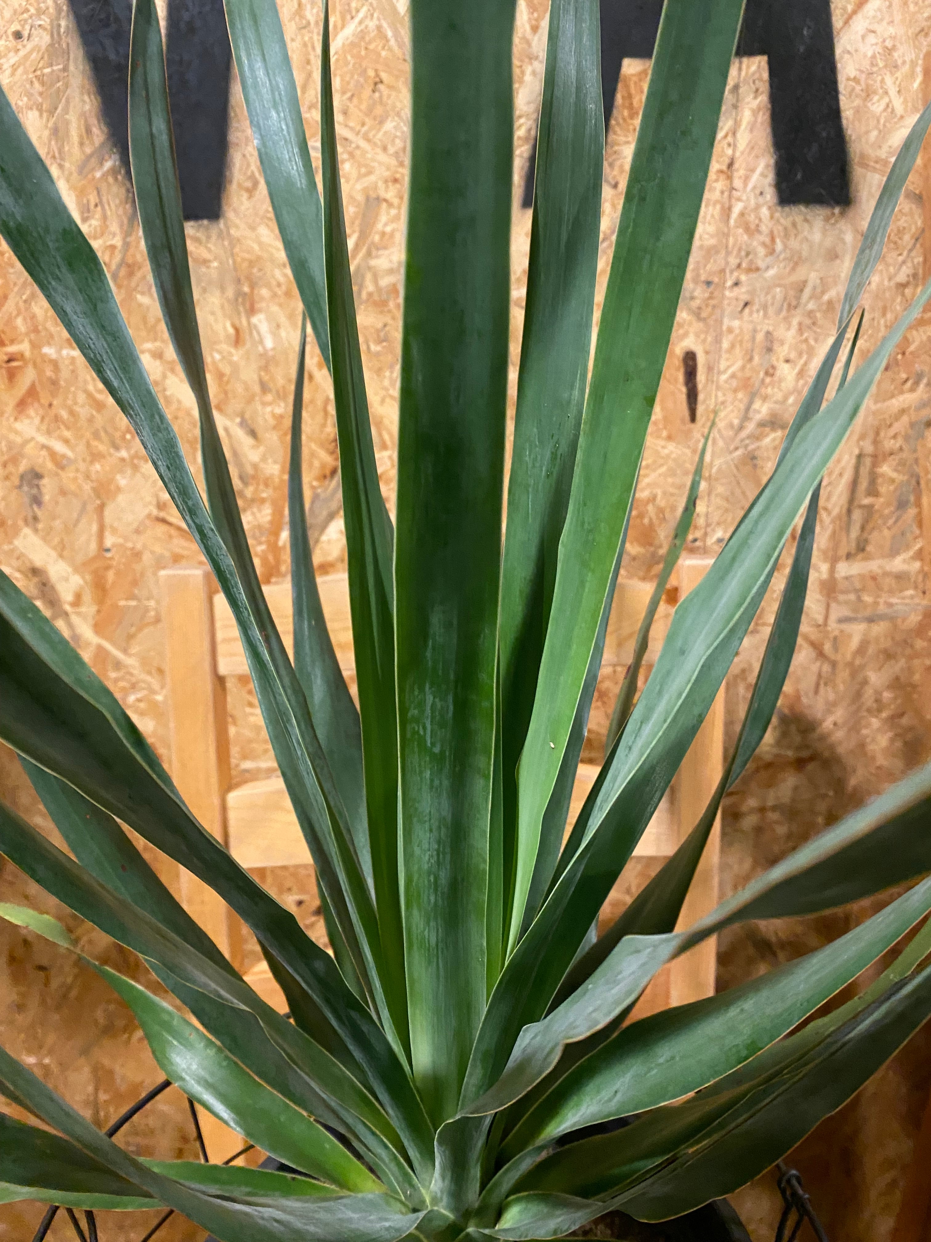 ドラセナ ドラコ H 70cm W 50cm 口径23cm | Garden Varejo