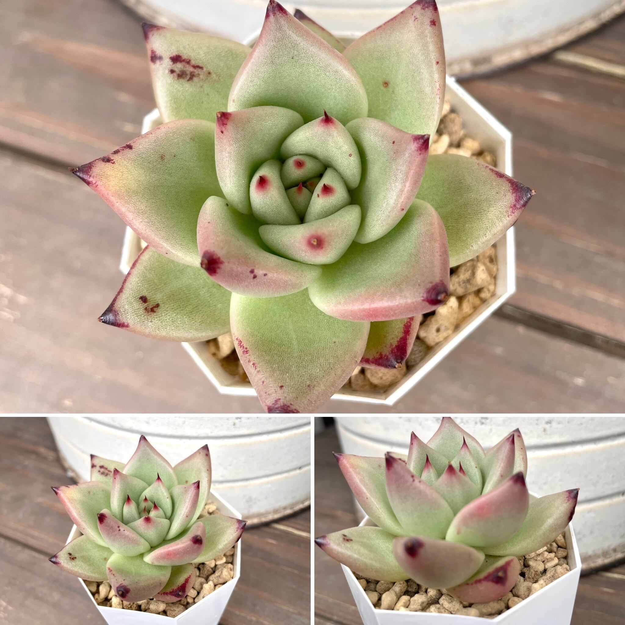 ブラッドロメオ エケベリア 多肉植物 韓国苗