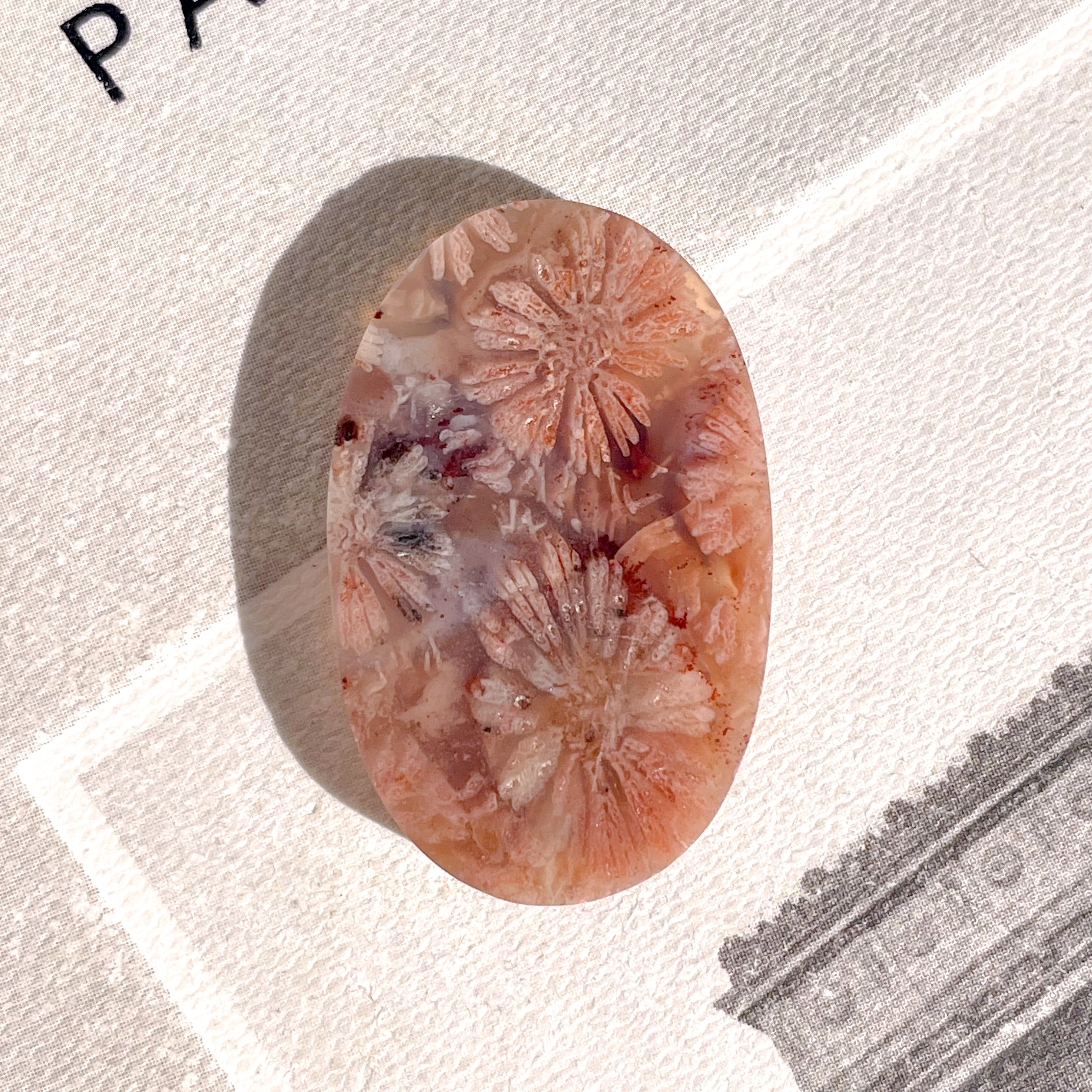 Fossile Coral Oval 2✧ フォッシルコーラル (化石珊瑚) | FLUXY