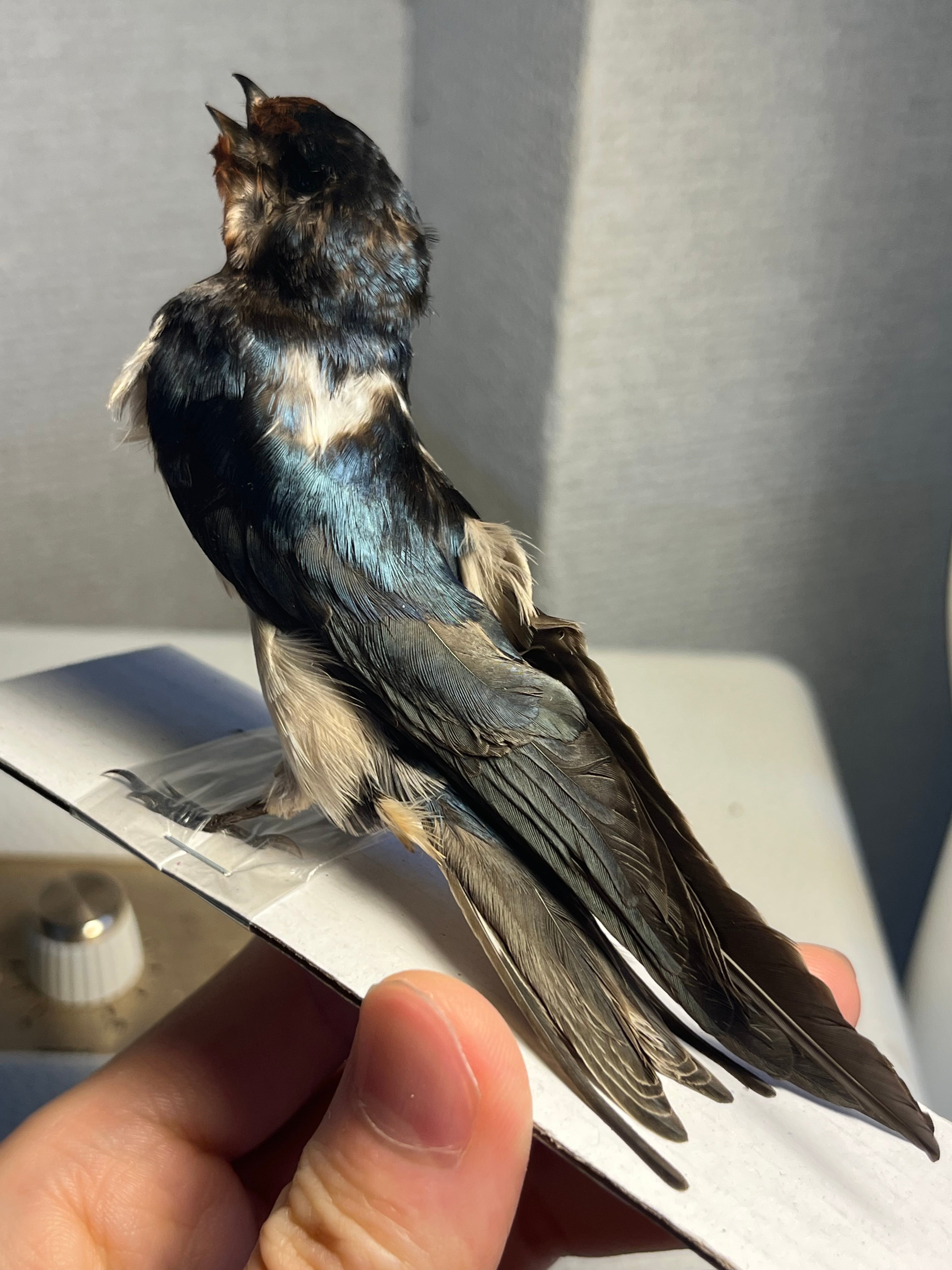 【鳥剥製】ツバメ 標本 置物 インテリア スズメ 木彫り バードカービング 標本 鳥剥製】ツバメ 標本 置物 インテリア スズメ 木彫り バードカービング