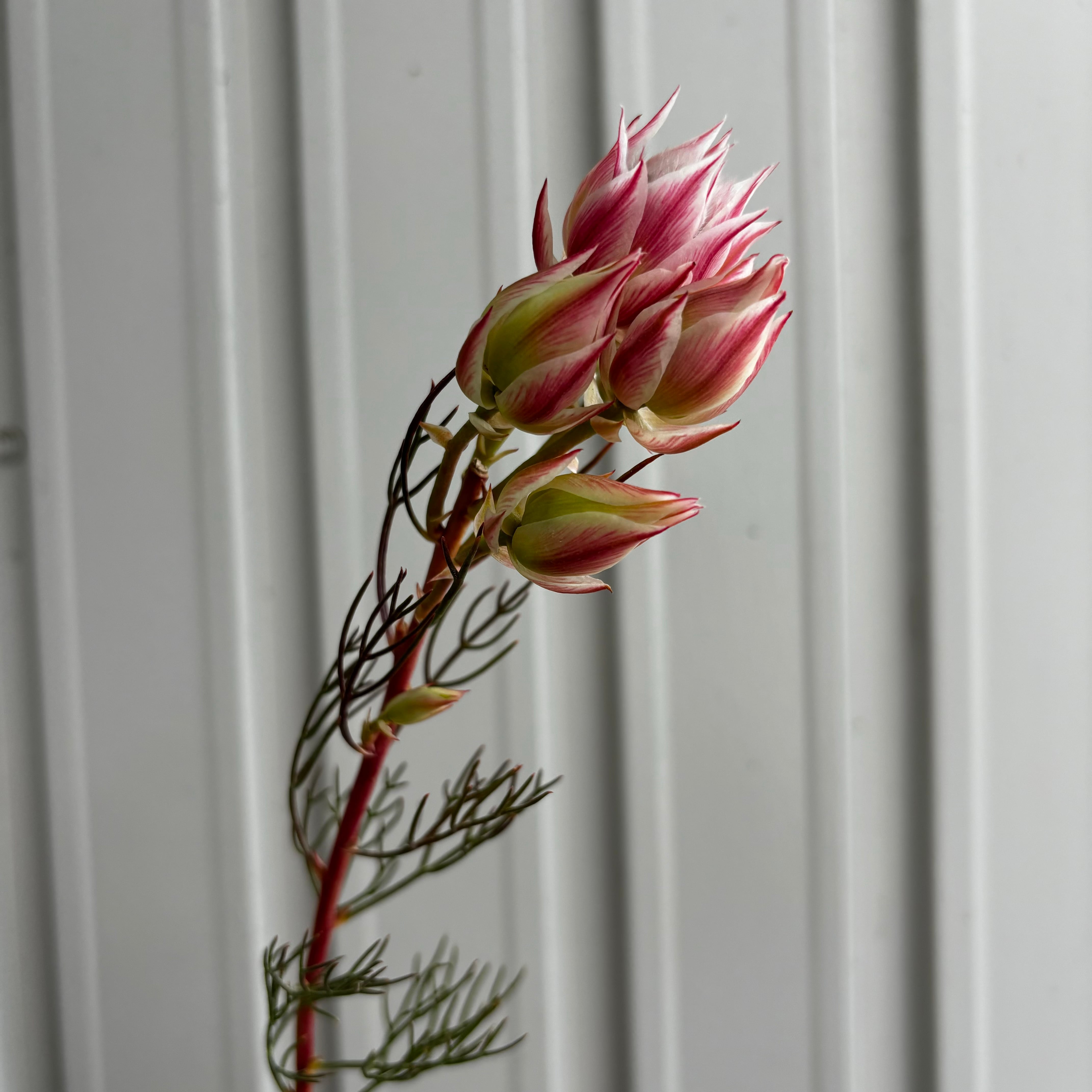 可愛いワイルドフラワー セルリア ピンク 10本 | 新鮮お花問屋 Jp