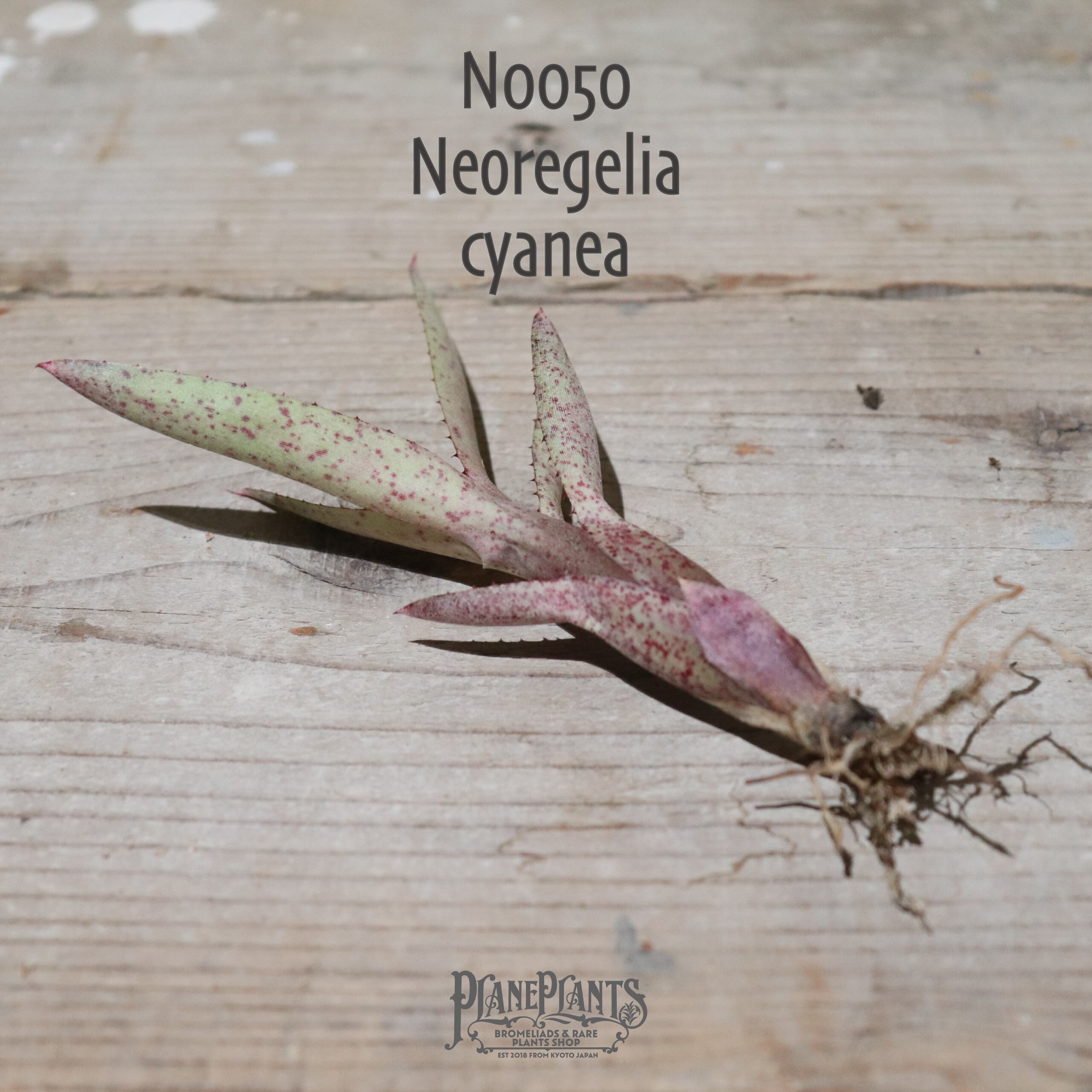 【送料無料】Neoregelia cyanea〔ネオレゲリア〕現品発送N0050