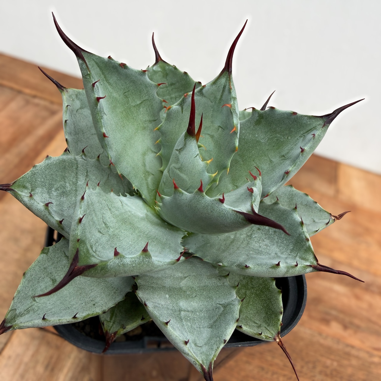 Agave potatorum × macroacantha【アガベ・八荒雷神（