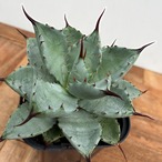 Agave potatorum × macroacantha【アガベ・八荒雷神（
