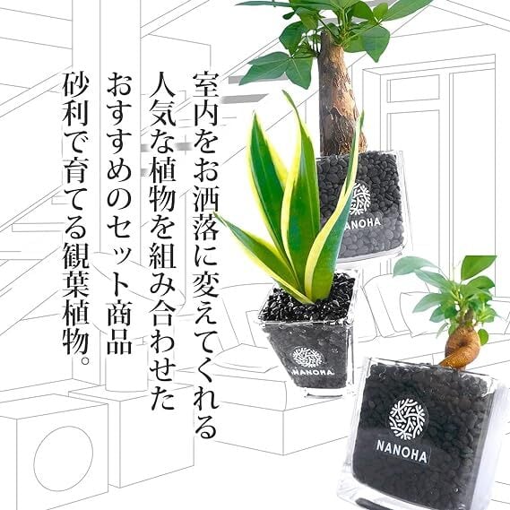 お得な3点セット】 ガジュマル パキラ サンスベリア 黒砂利（四角容器