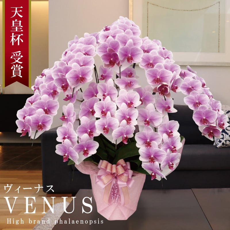 胡蝶蘭 花持ち長い 中輪 8本立ち 65輪〜 白ピンク グラデーション