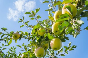 ミックス２種 家庭用(キズ・ワレ等あり)　5kg