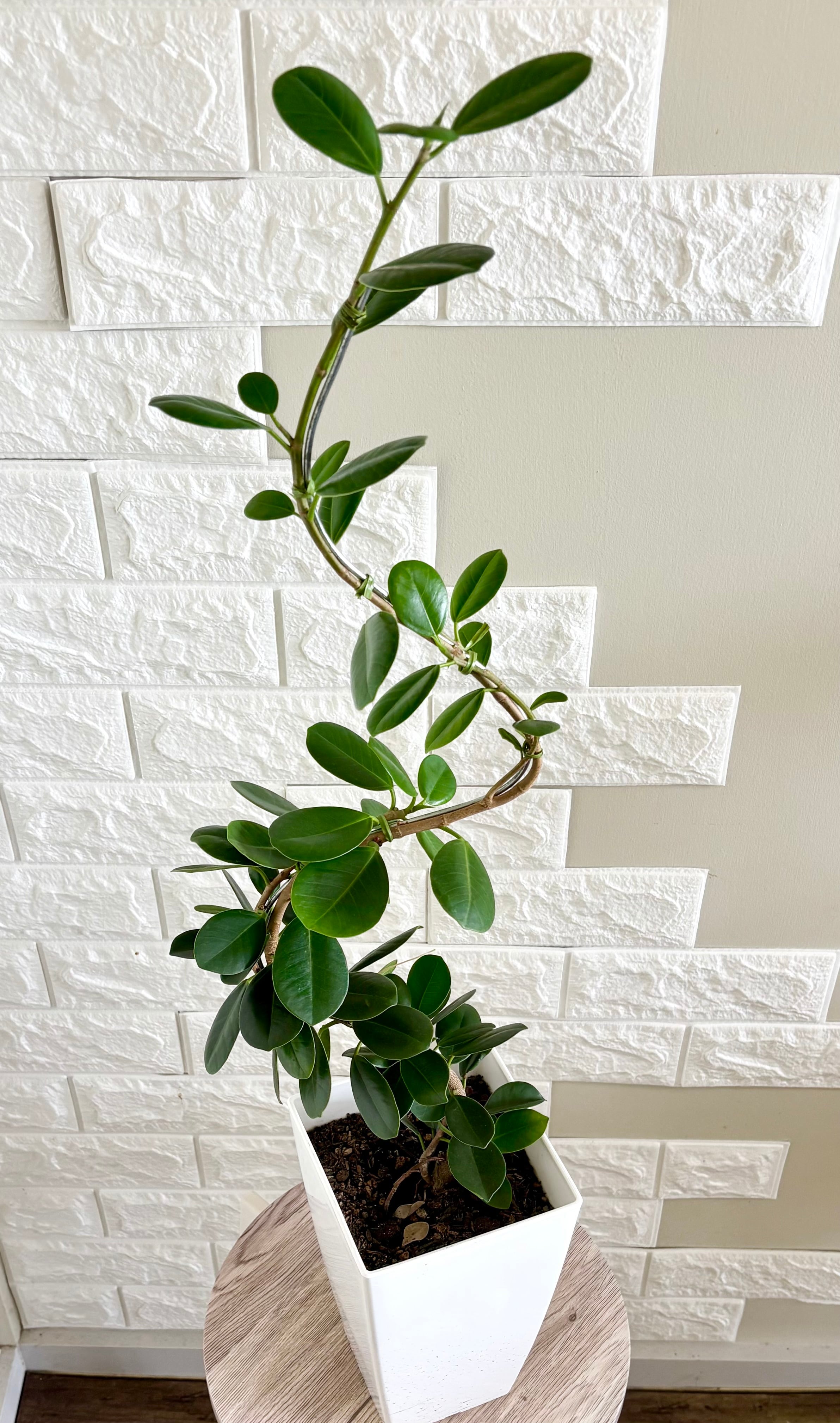 現品】パンダガジュマル 曲がり 観葉植物 | 観葉植物のお店 feerie