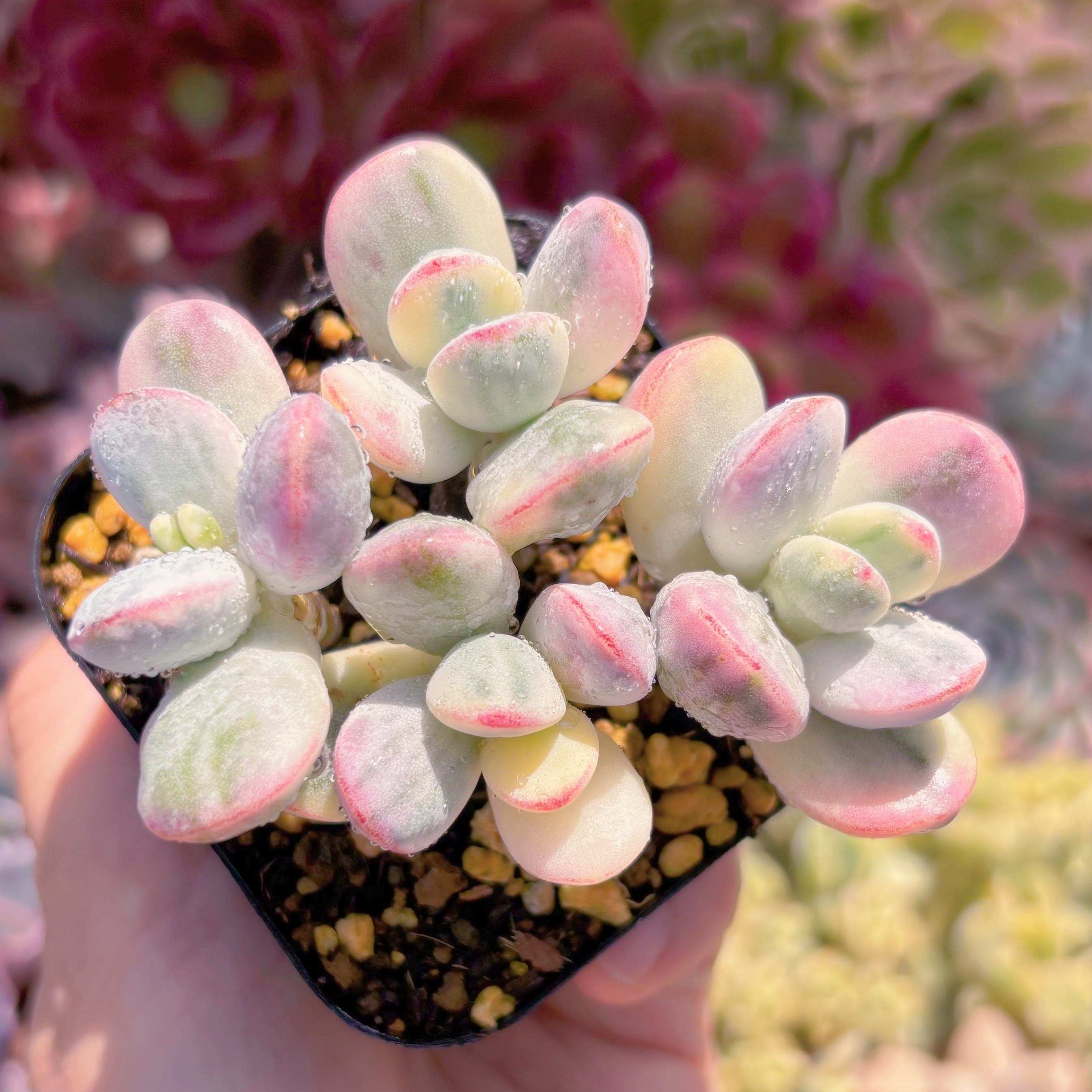 現品　達磨福娘錦#232　るる農園