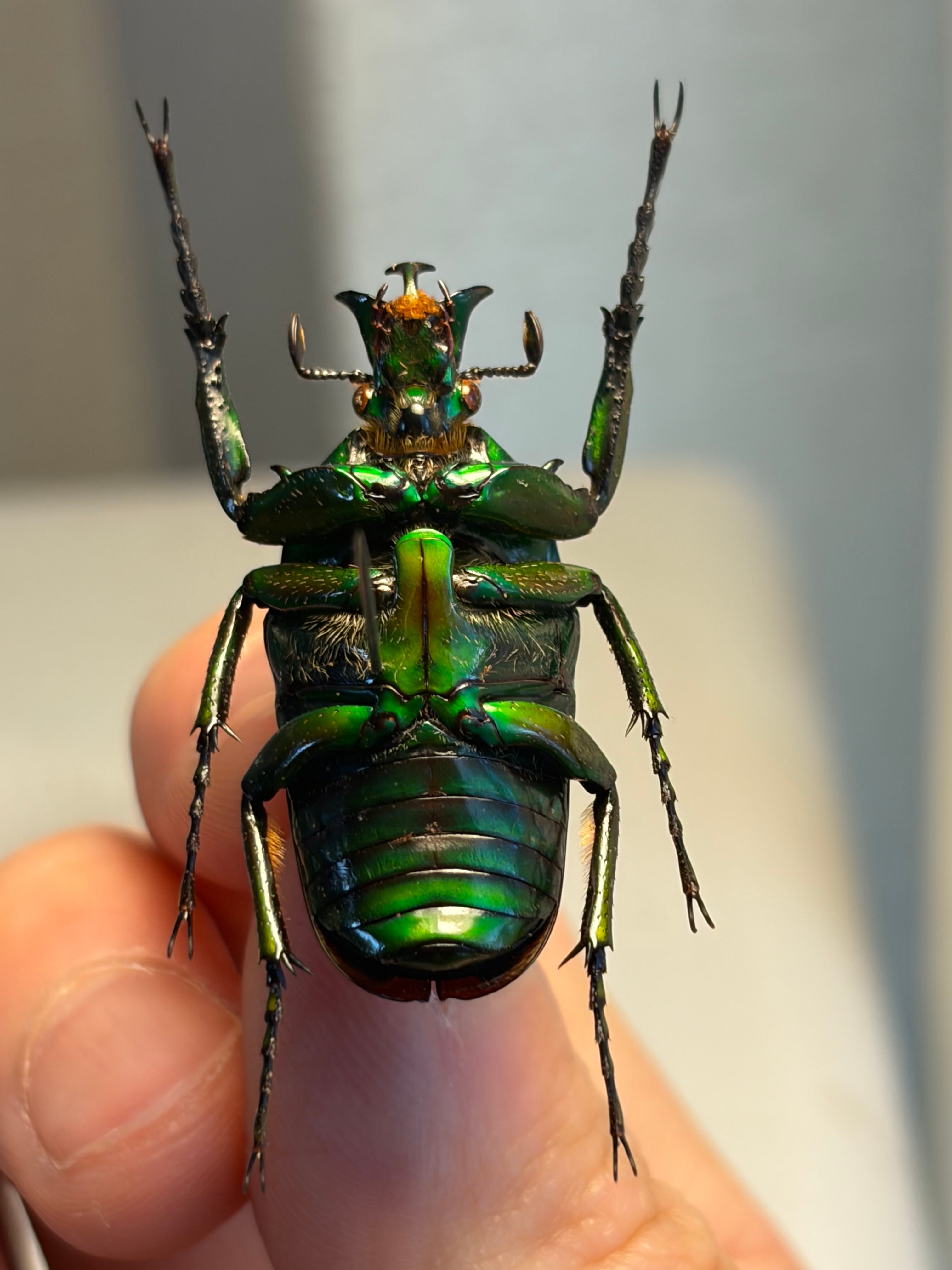 33mm】漆を塗ったようなミツノカナブン 標本カメノコブイブイプラチナ