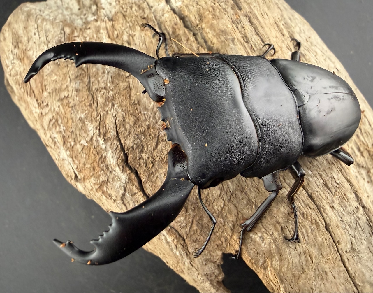 【WD】《西ペレンヒラタ(スラウェシオオヒラタ) 83.5mm ペア》