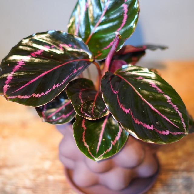 カラテア ドッティ 器セット A