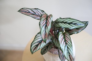 【M】カラテア ホワイトスター/Calathea White star