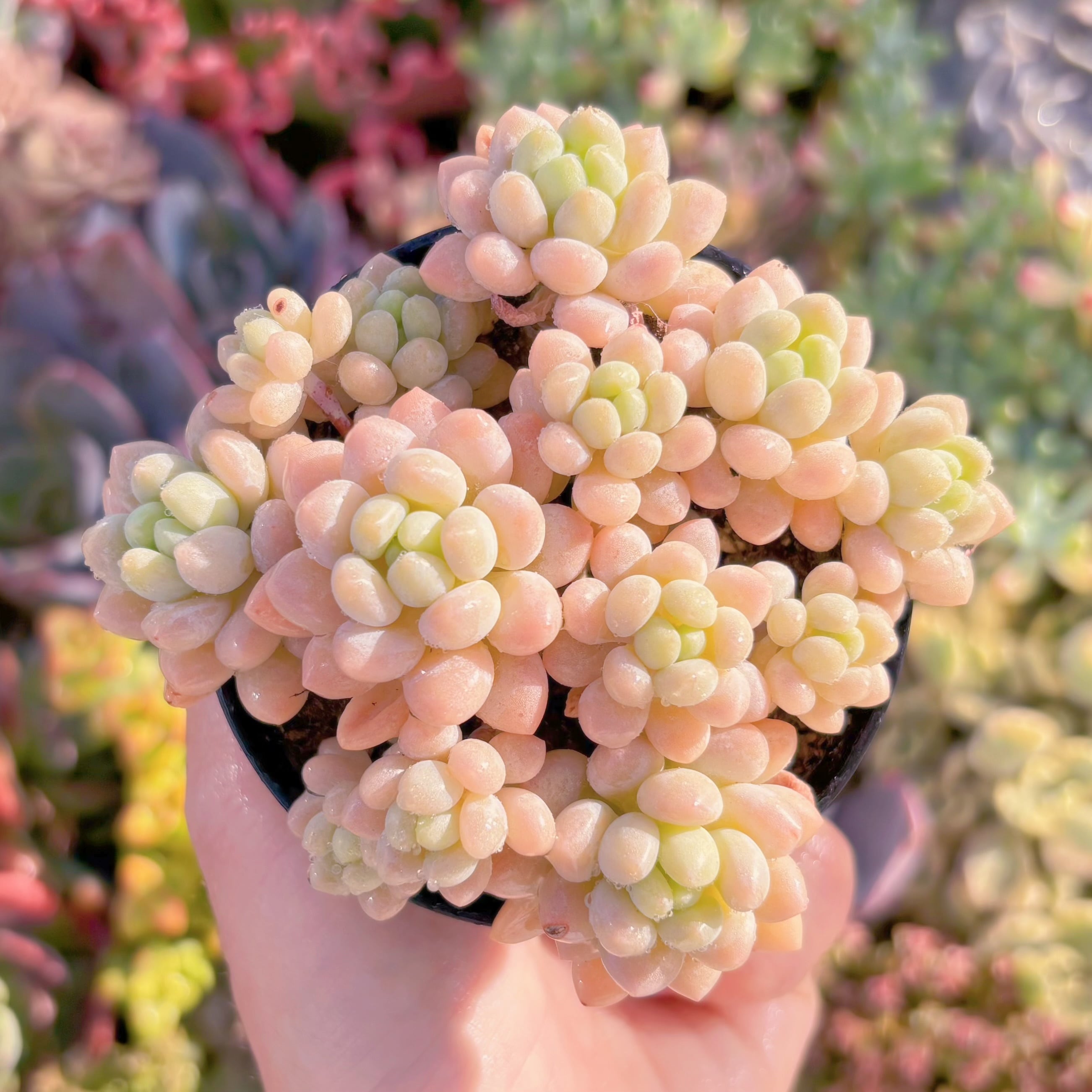 現品　キャビア#M150　群生　るる農園