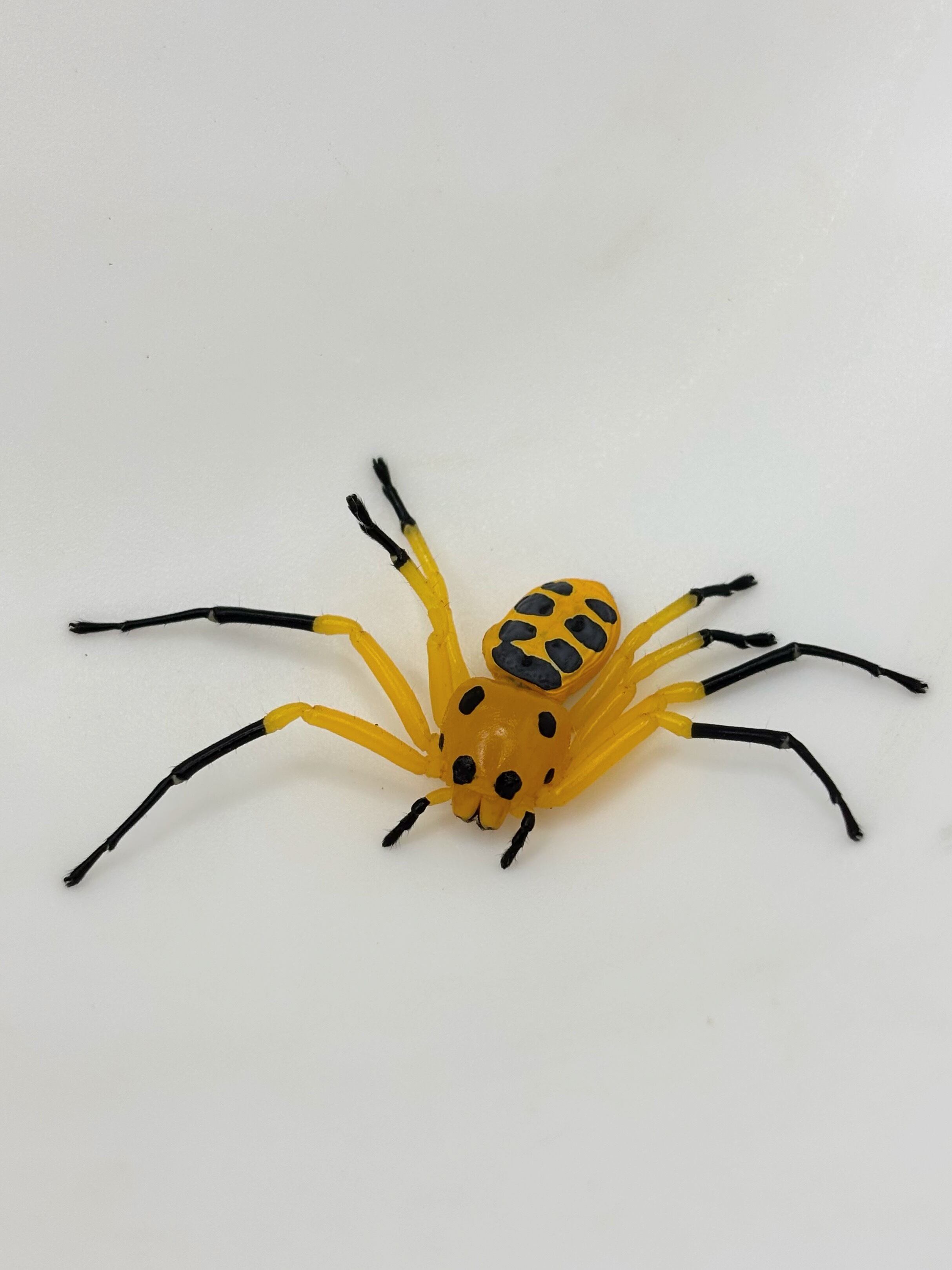 エイトスポットクラブスパイダー♀② Platythomisus xiandao 1匹