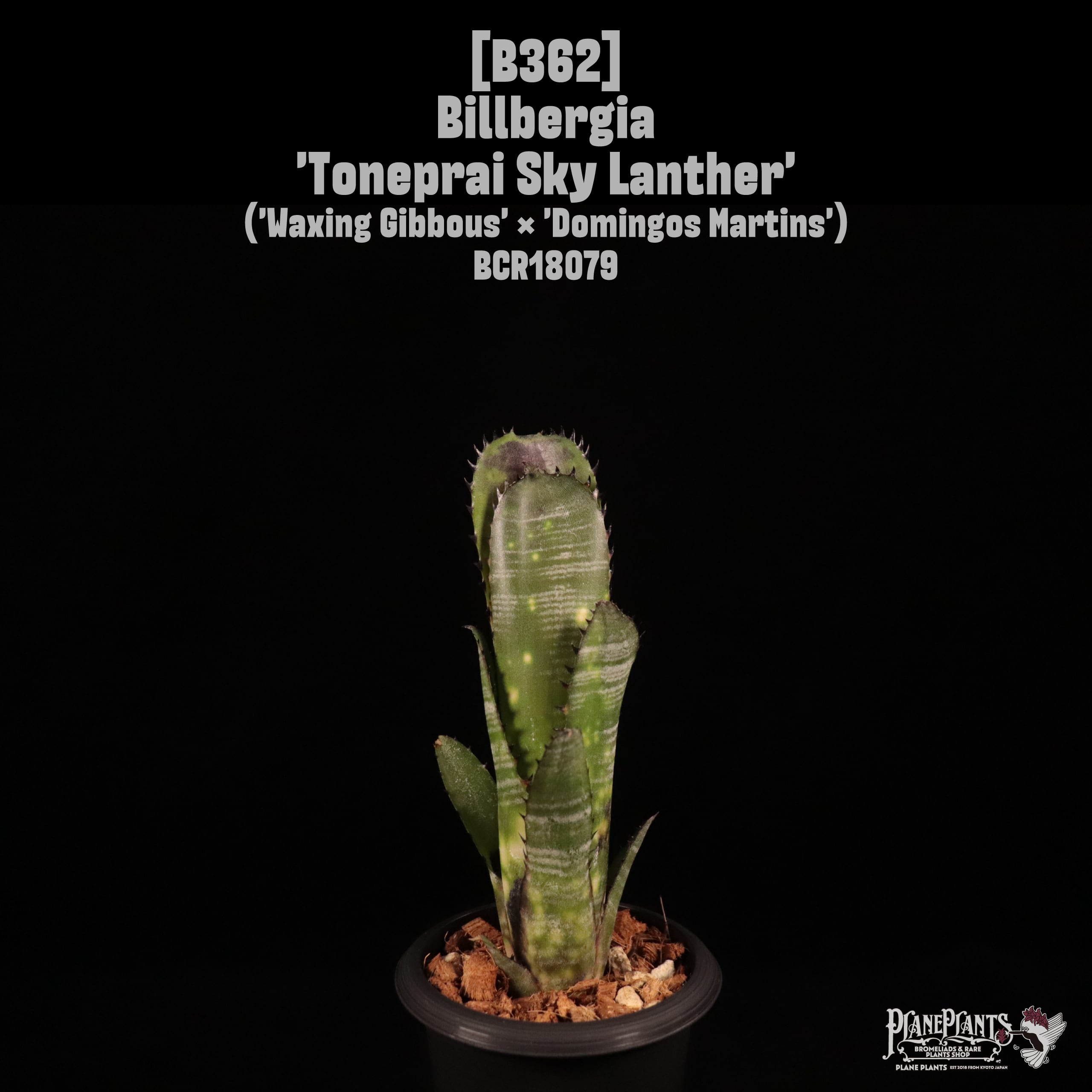 送料無料】Billbergia 'Kolan Apocalyptic' x 'Kolan Crunch