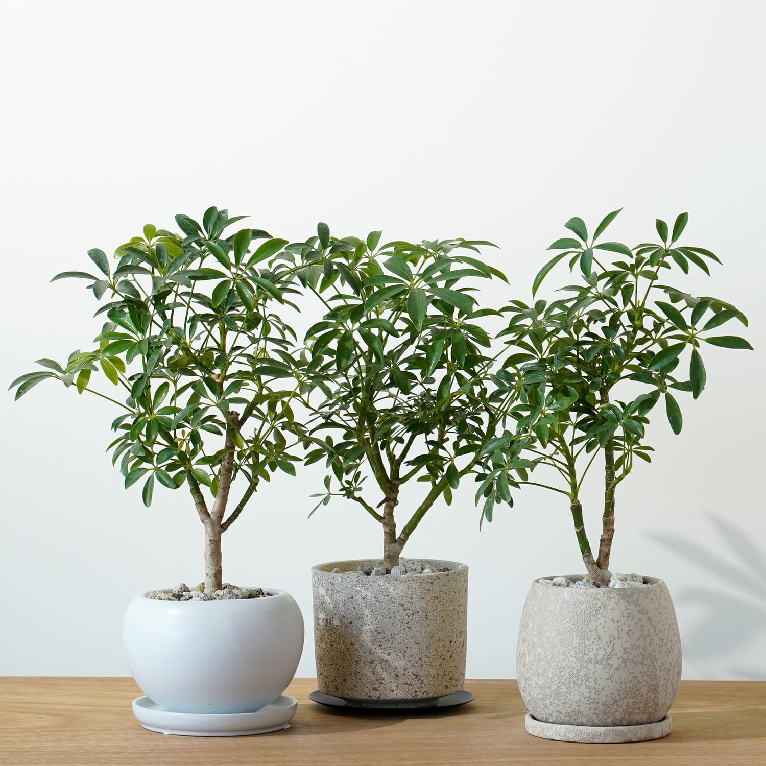 観葉植物（ホンコン） シェフレラ・ホンコンカポック | 育て方・特徴・豆知識