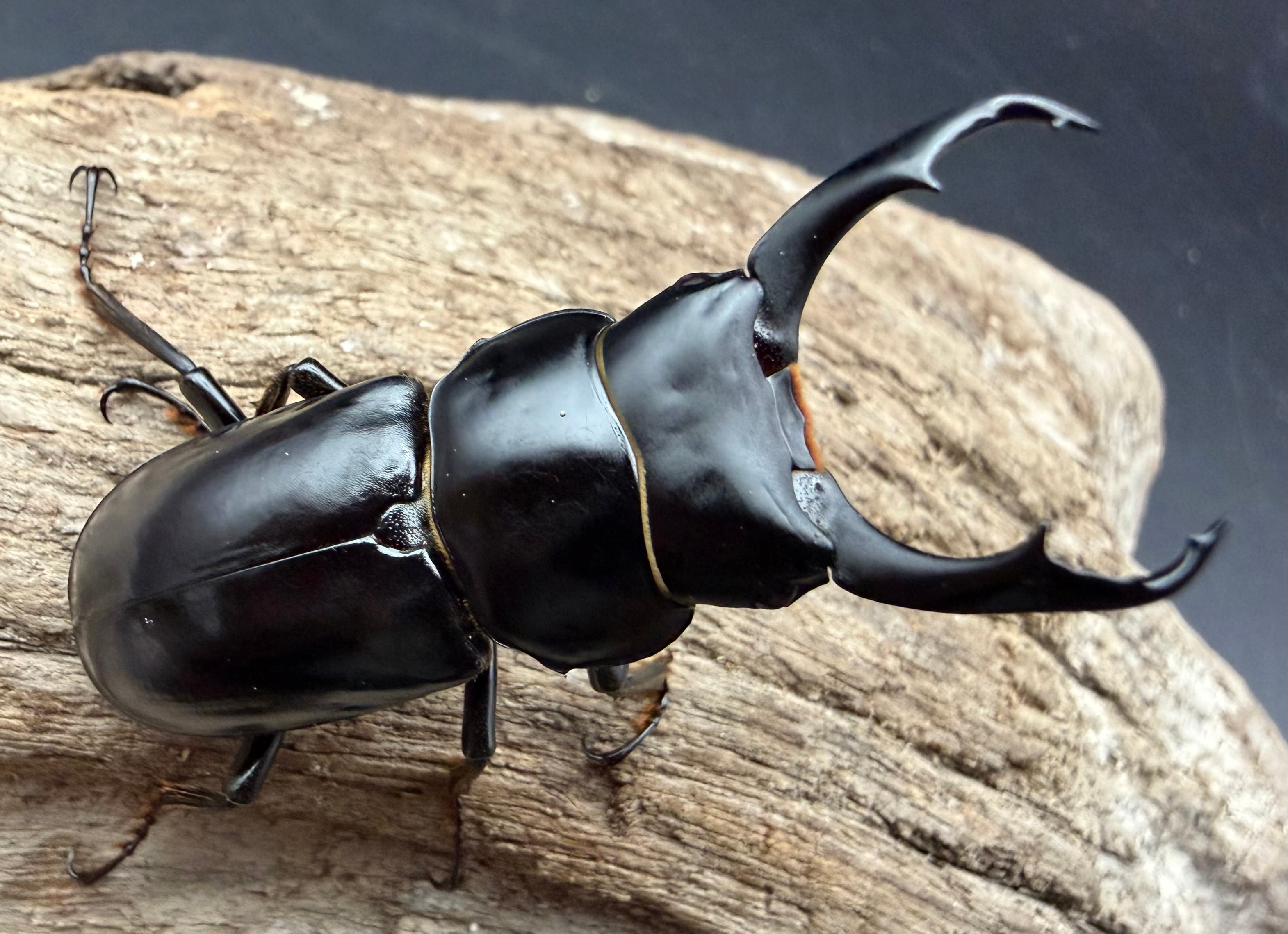 WD】《リノケロスフタマタクワガタ 86mm ペア》 | KPW公式オンライン