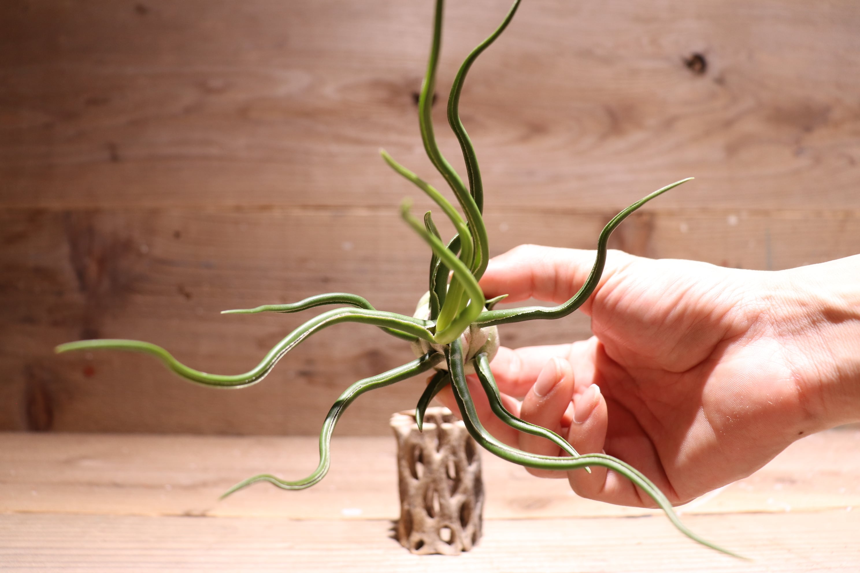 送料無料】bulbosa 'White Giant'〔エアプランツ〕現品発送T3367