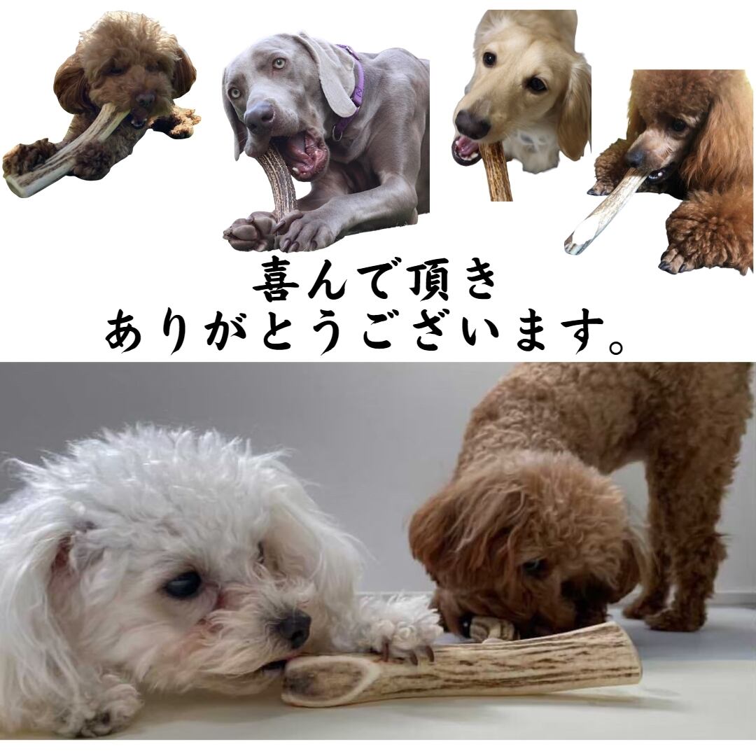 送料無料】北海道産蝦夷鹿の角 LLサイズ 1本 犬のおやつ おもちゃ 鹿角