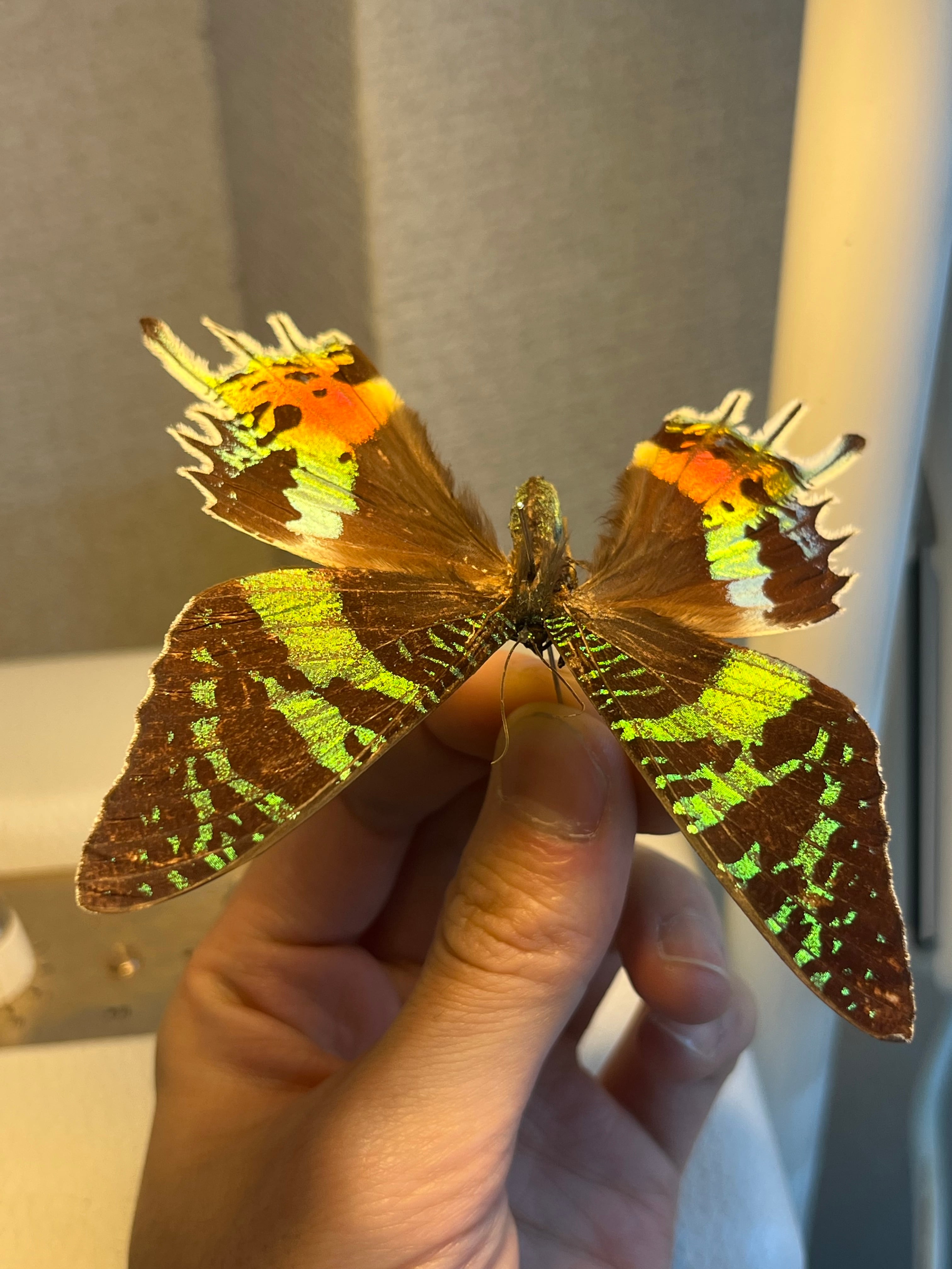 ニシキツバメガ Chrysiridia rhipheus 標本 蝶 外国産蝶標本 ニシキ
