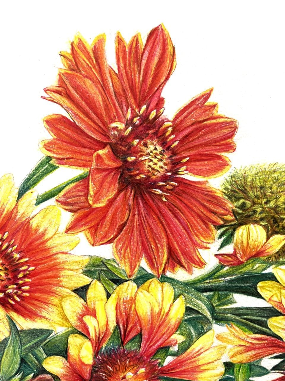 15.天人菊 テンニンギク（Gaillarudia ガイラルディア）原画作品（1点