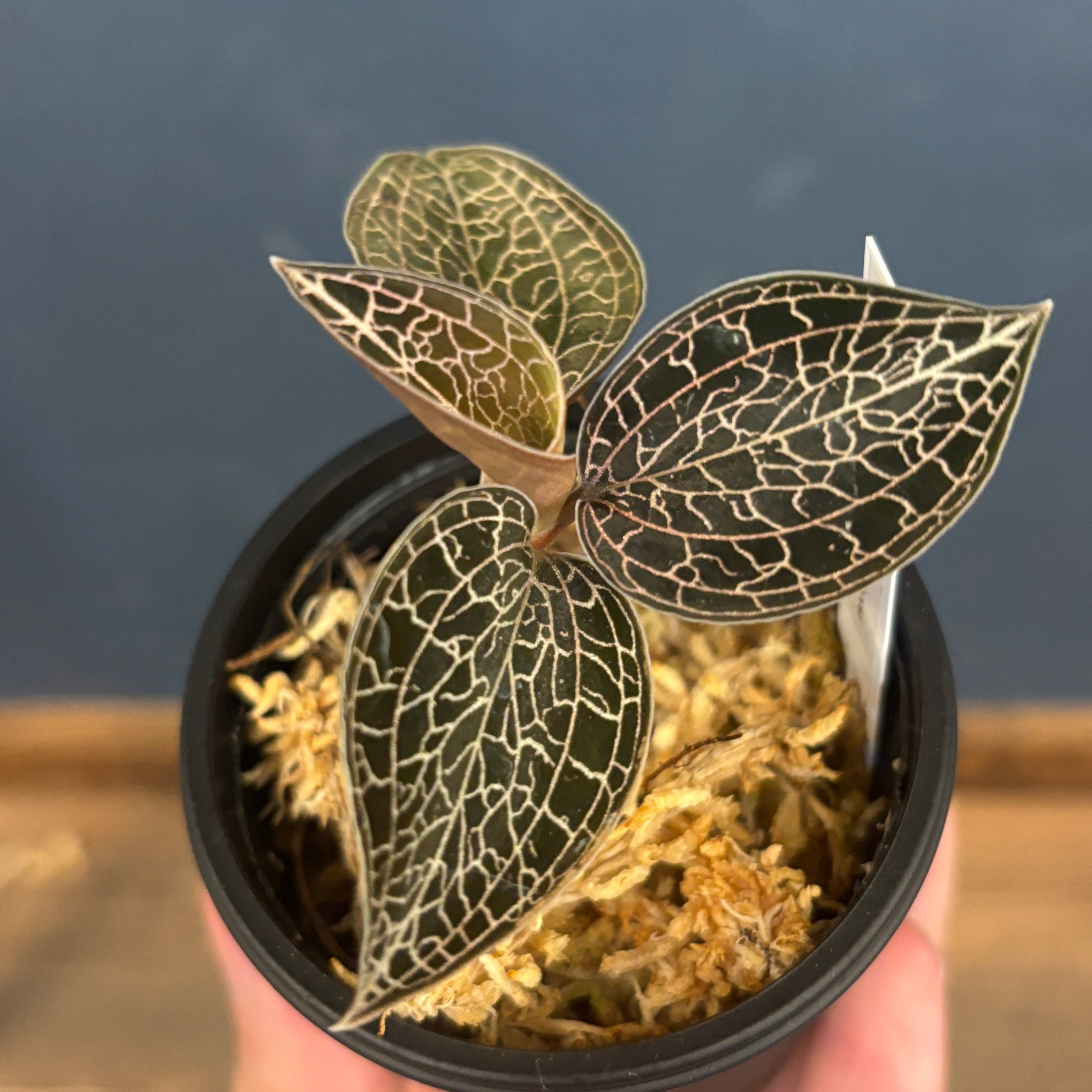 ジュエルオーキッド アネクトキルス sp プア タイランド【1033】