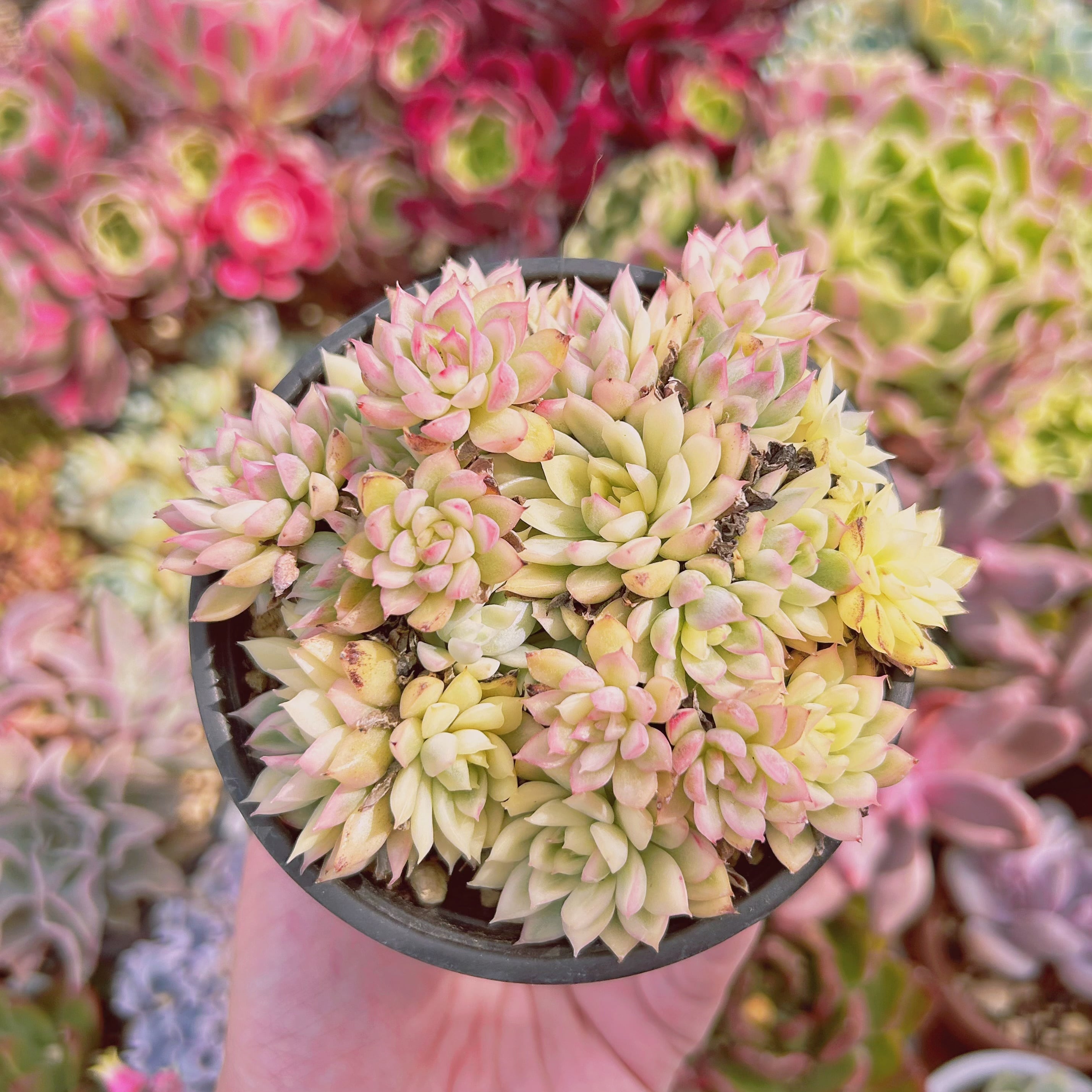 現物　多肉植物　女雛錦　特大　抜き苗