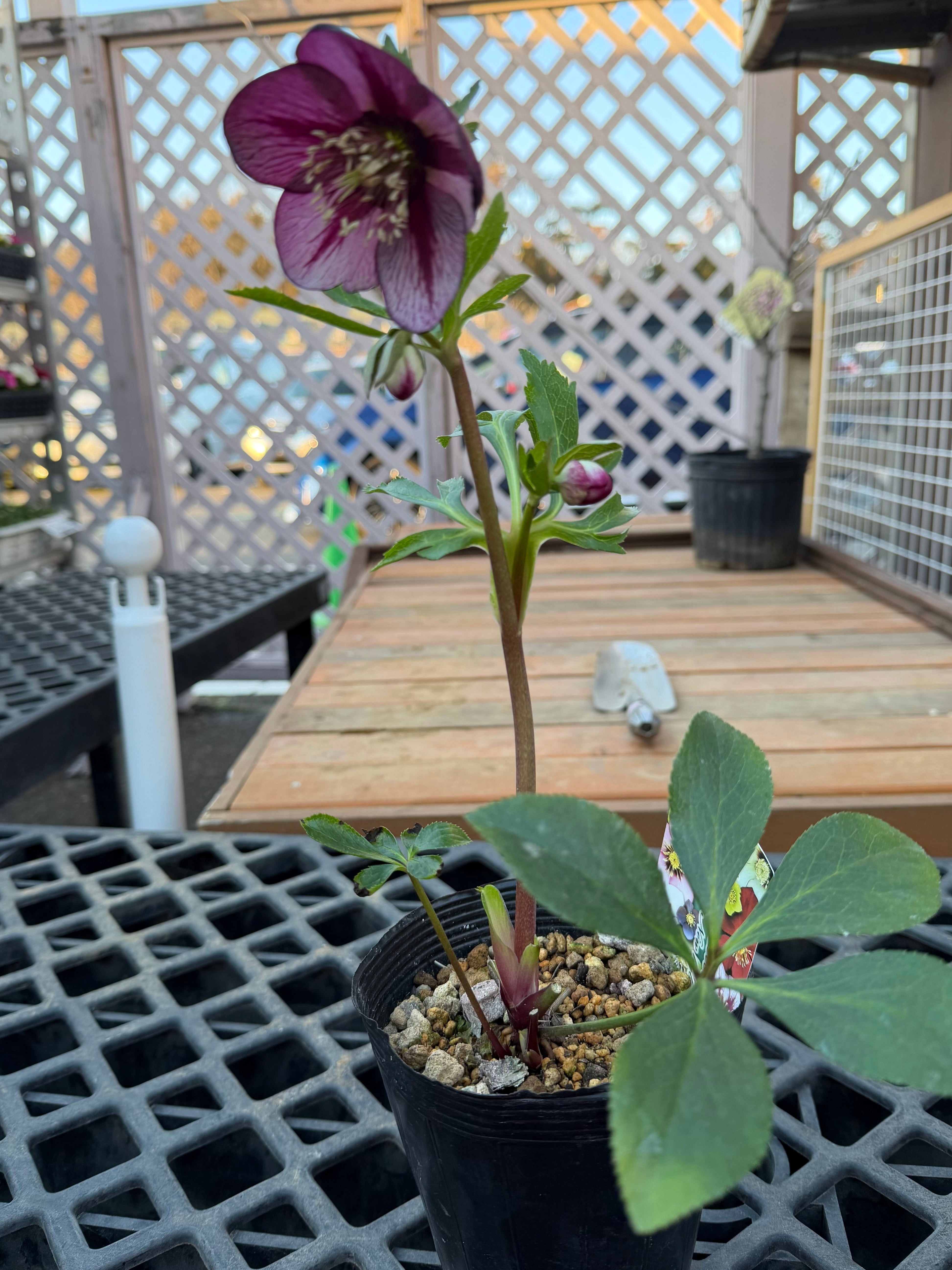 赤蕊バイカラーピンクレッドベイン 髙正園 クリスマスローズ【Ta05