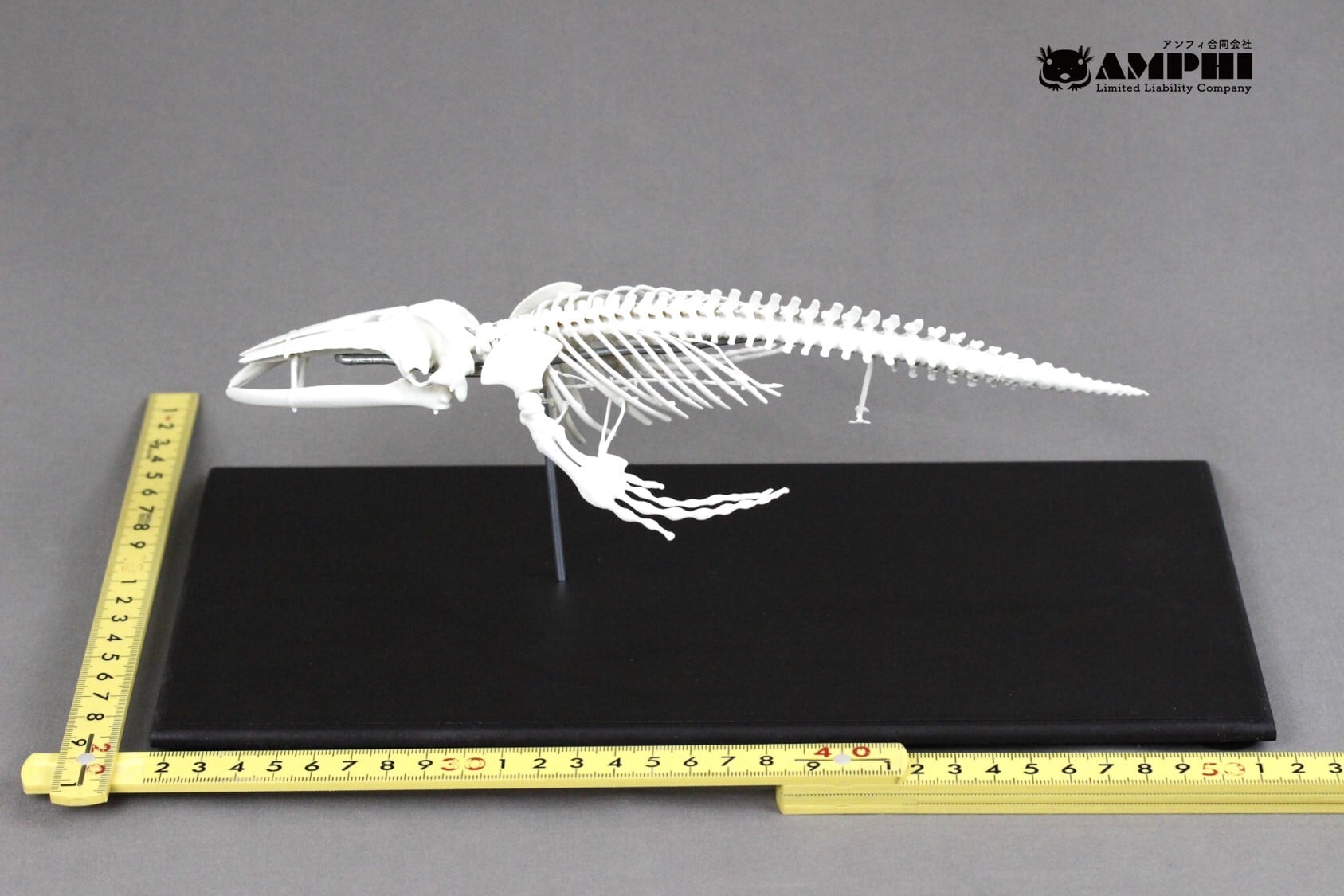 ザトウクジラ 縮小全身骨格レプリカ Humpback whale, miniature whole