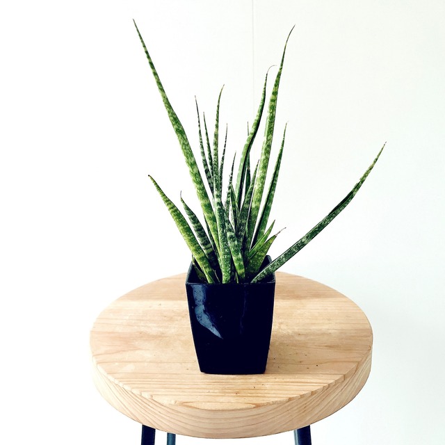 ◎一点もの サンスベリア ダンシングクイーン｜3号鉢 calm cafe