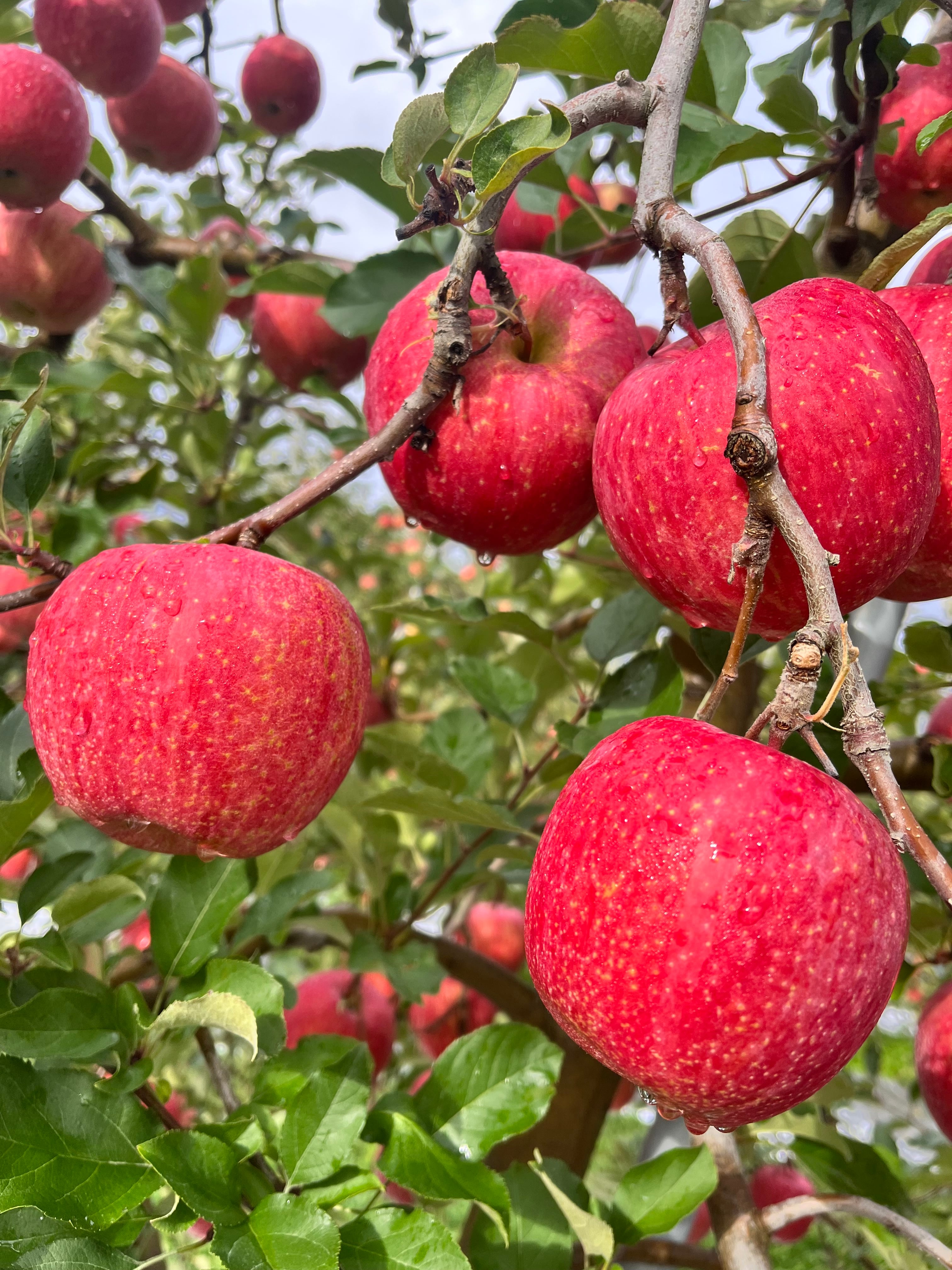 シナノゴールド＆葉取らずサンふじ家庭用　2kg
