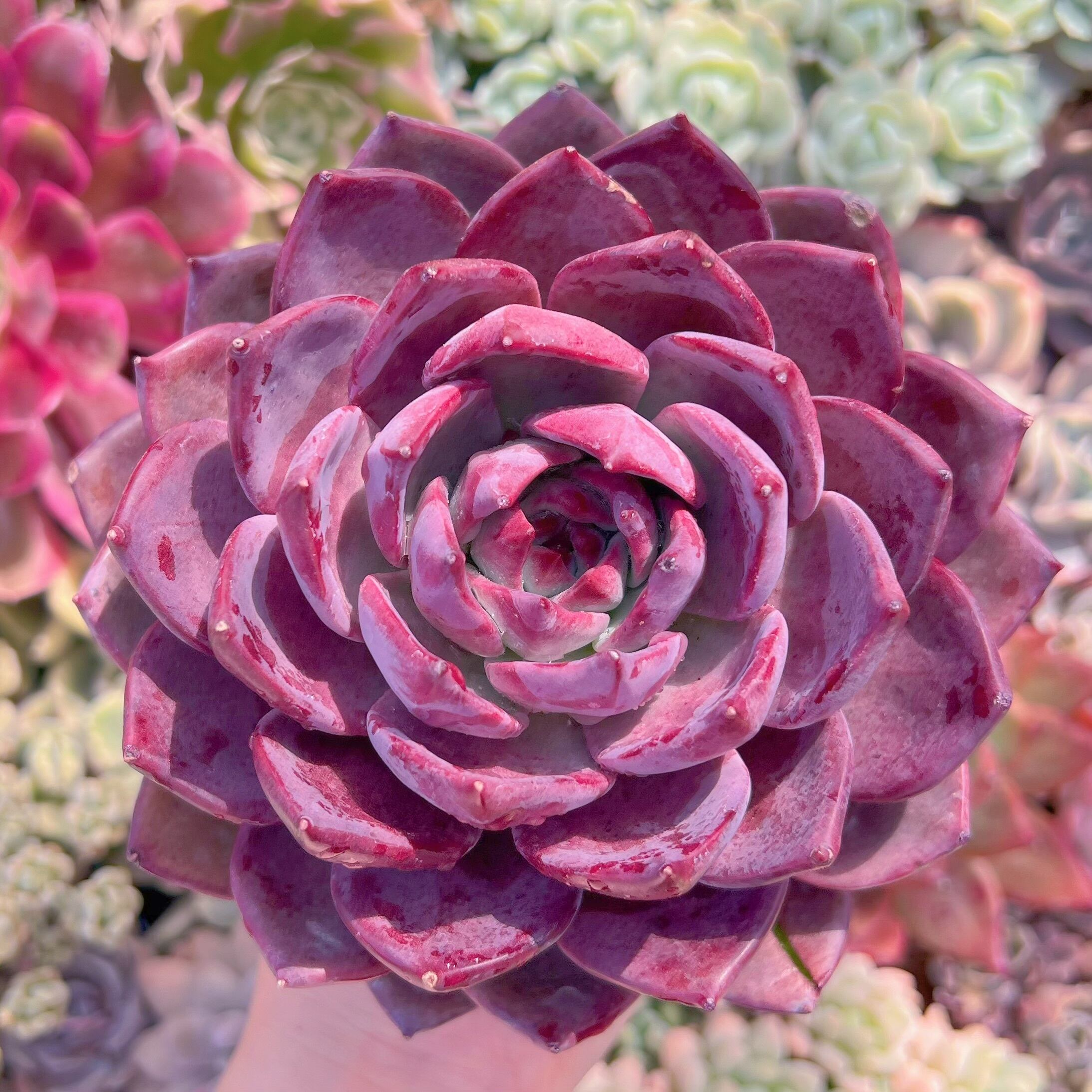 現品　唐雫#688   特大苗　新入荷　るる農園