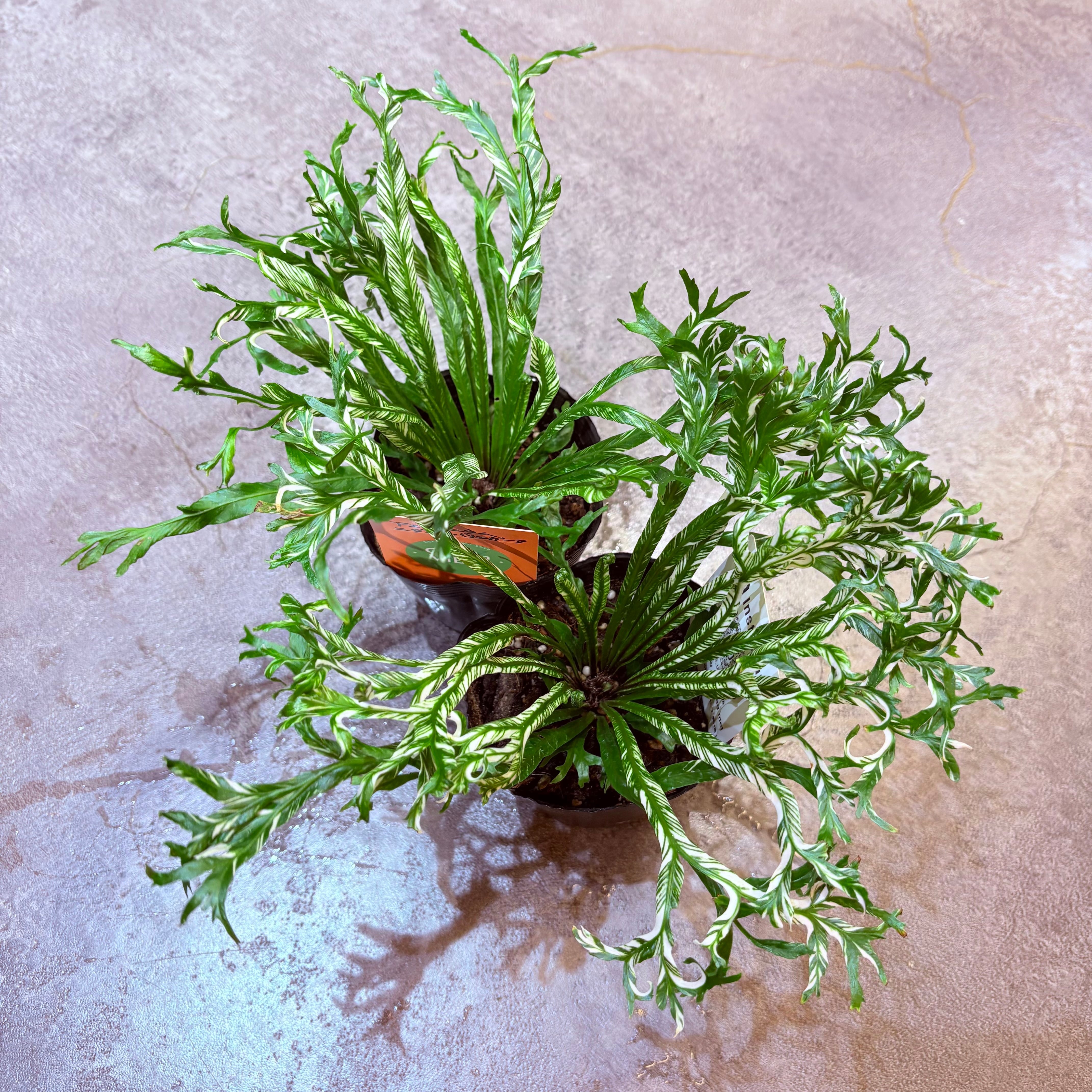 アスプレニウム ニダスバリエガータ 3.5号 | Green Vibes 宇都宮市の