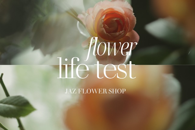 【限定10セット】お花の長持ち実験セット｜バラ10本・送料込み