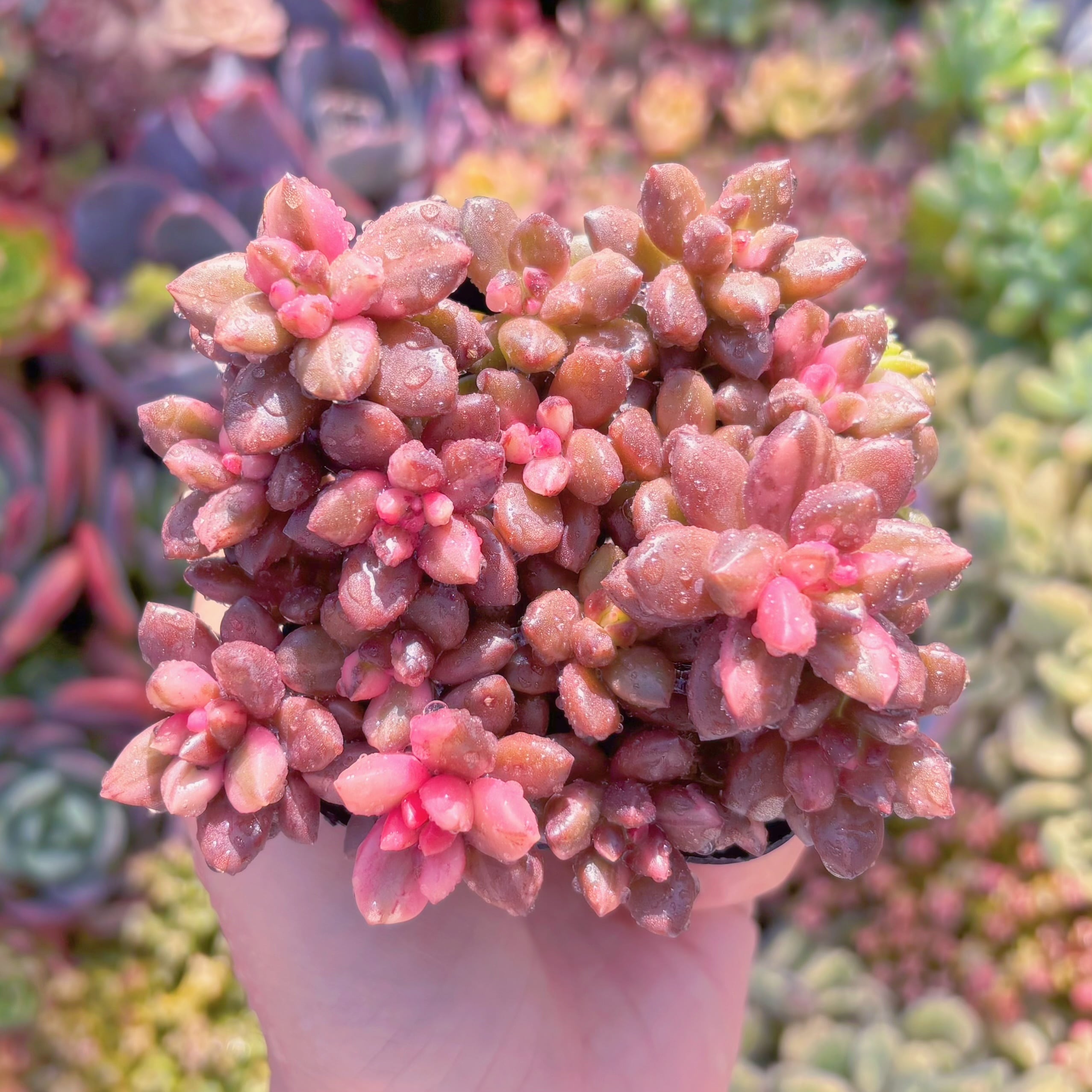 多肉植物 黒美人錦 新入荷 るる農園 | るる農園~多肉植物専門