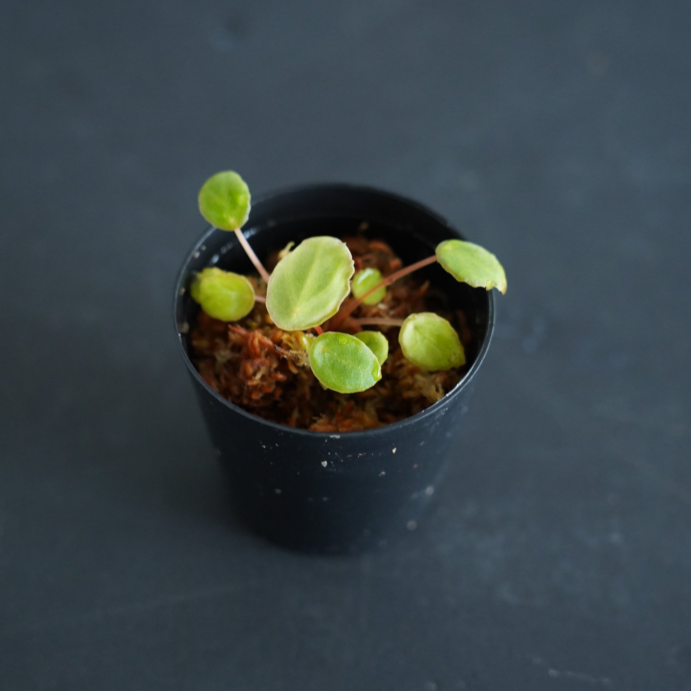 ベゴニア スカピゲラ Begonia scapigera｜苔テラリウム作製用素材 ◇L