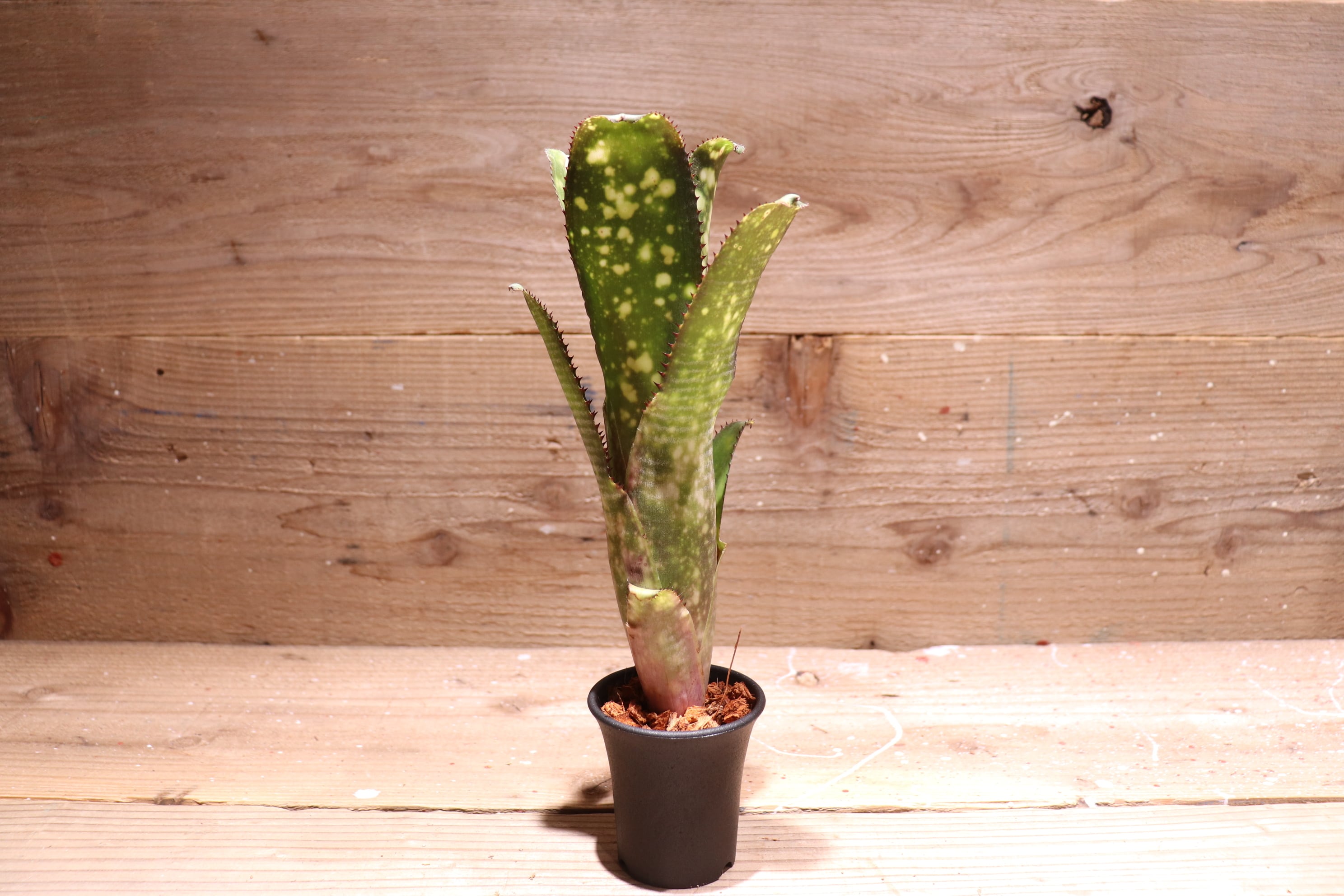 送料無料】Billbergia 'Apocalypse'〔ビルベルギア〕現品発送B0063