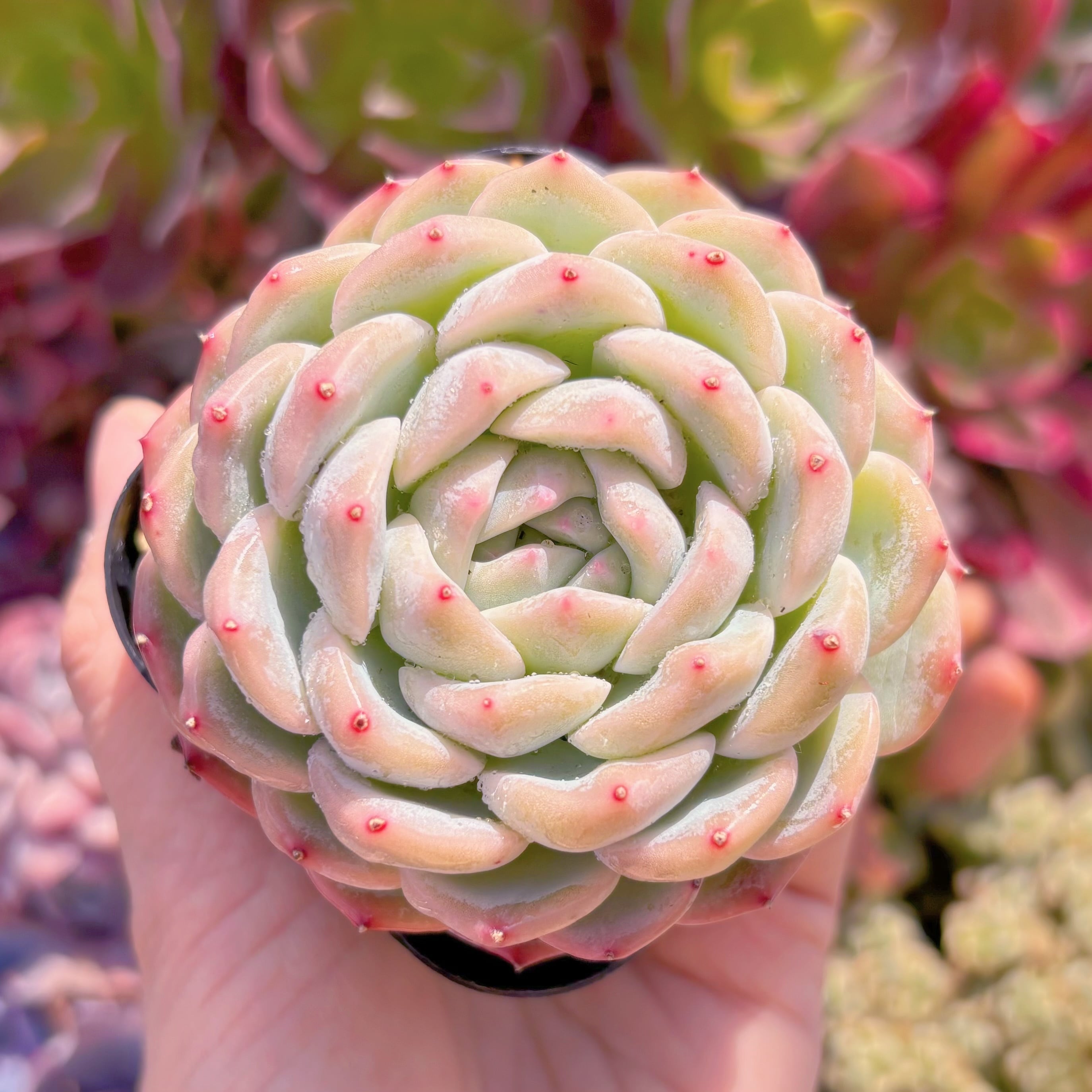 現品　多肉植物　ニューボア#A60　大苗　新入荷　るる農園