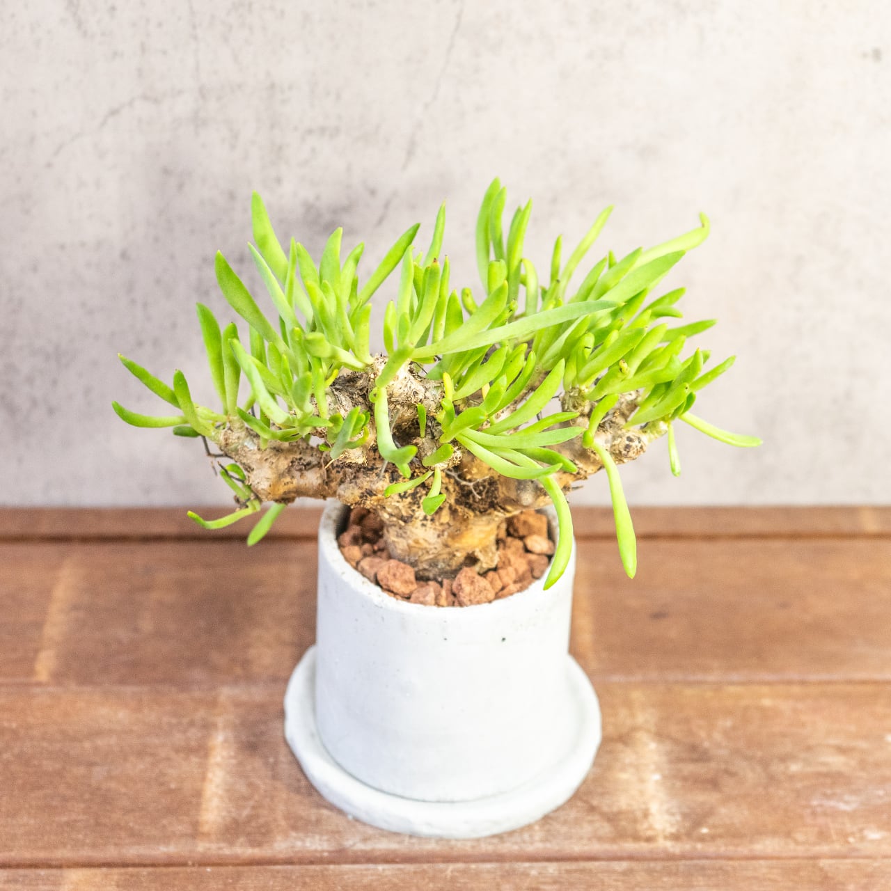 万物想 チレコドン・レティキュラーツス 塊根植物 コーデックス 乾きやすい用土を使用 根腐れ防止 育成初心者にもおすすめの1株|虫発生抑制