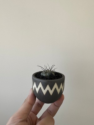 【新着】Copiapoa dealbata × VALIEM BABY【俺の黒士冠】コピアポア デアルバータ